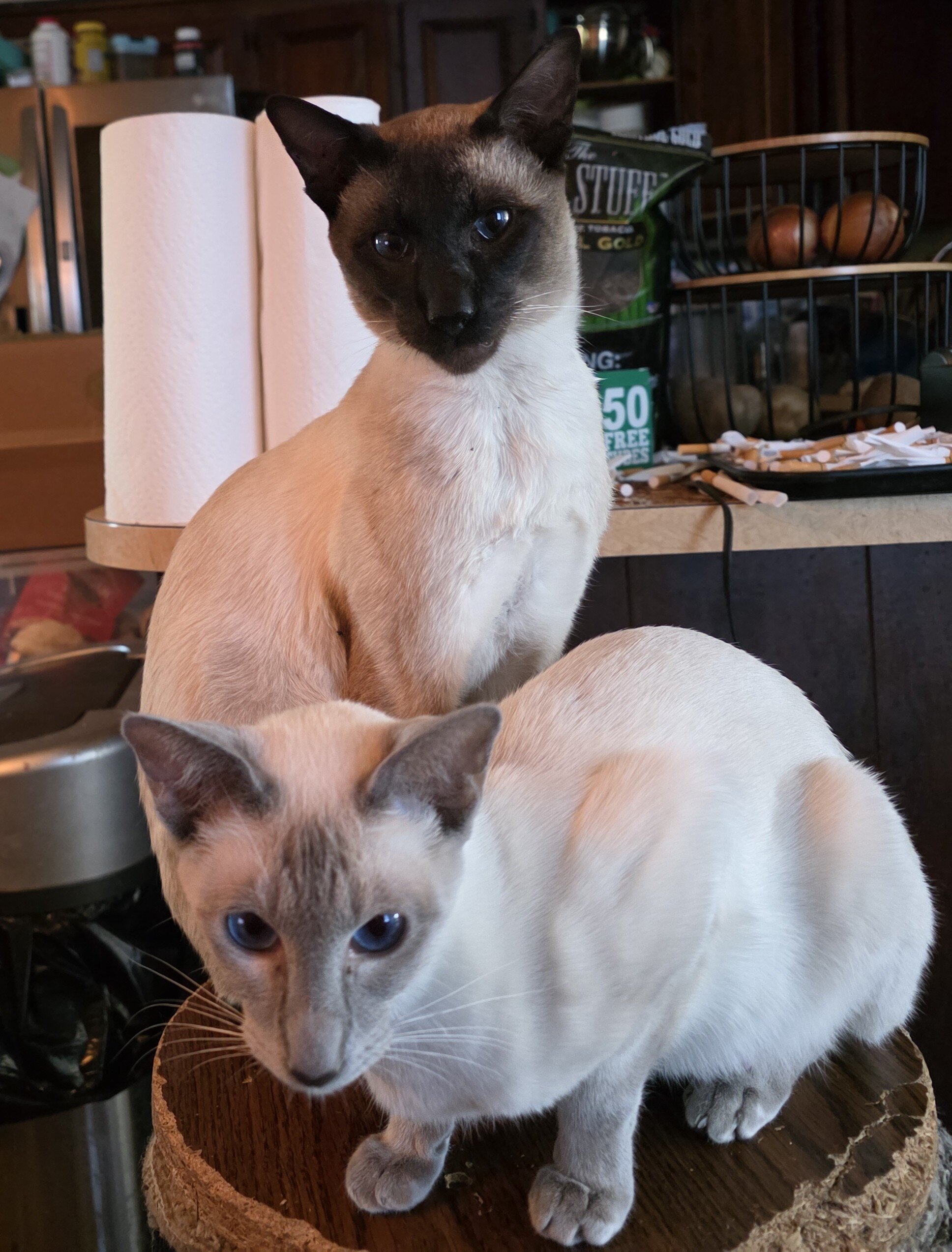 Siamese kittens image 2