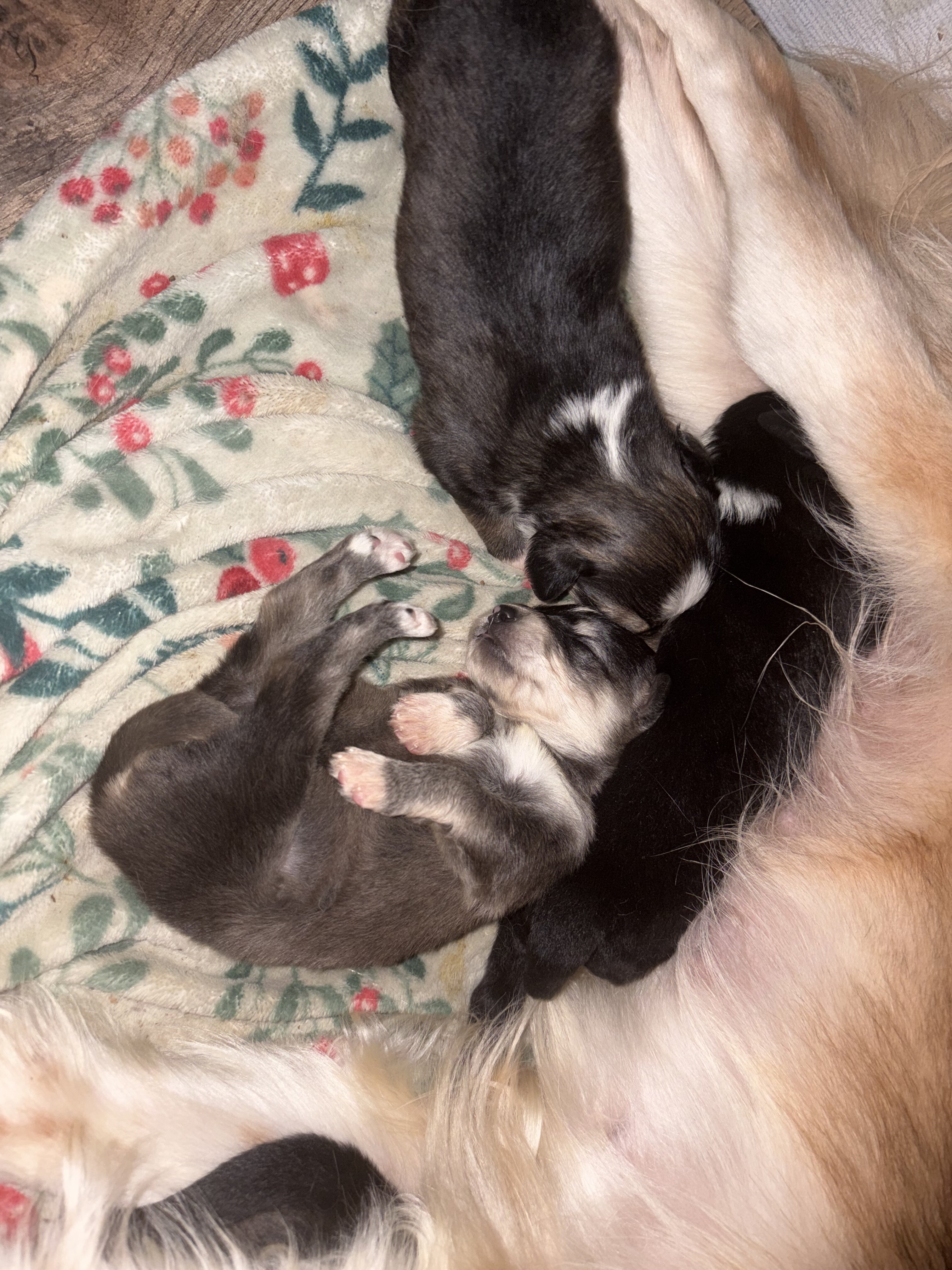 Backyard mix pups image 2