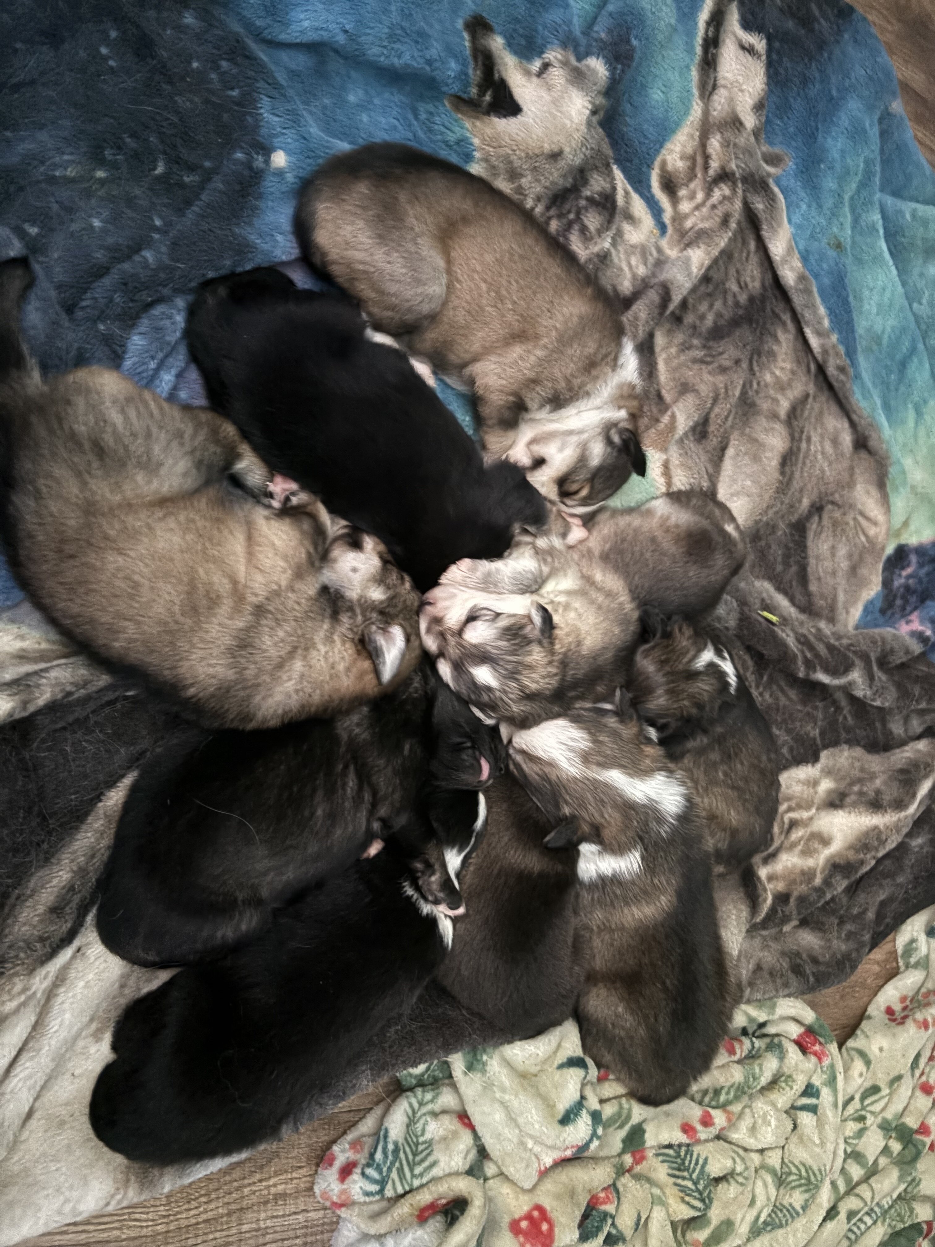 Backyard mix pups image 4