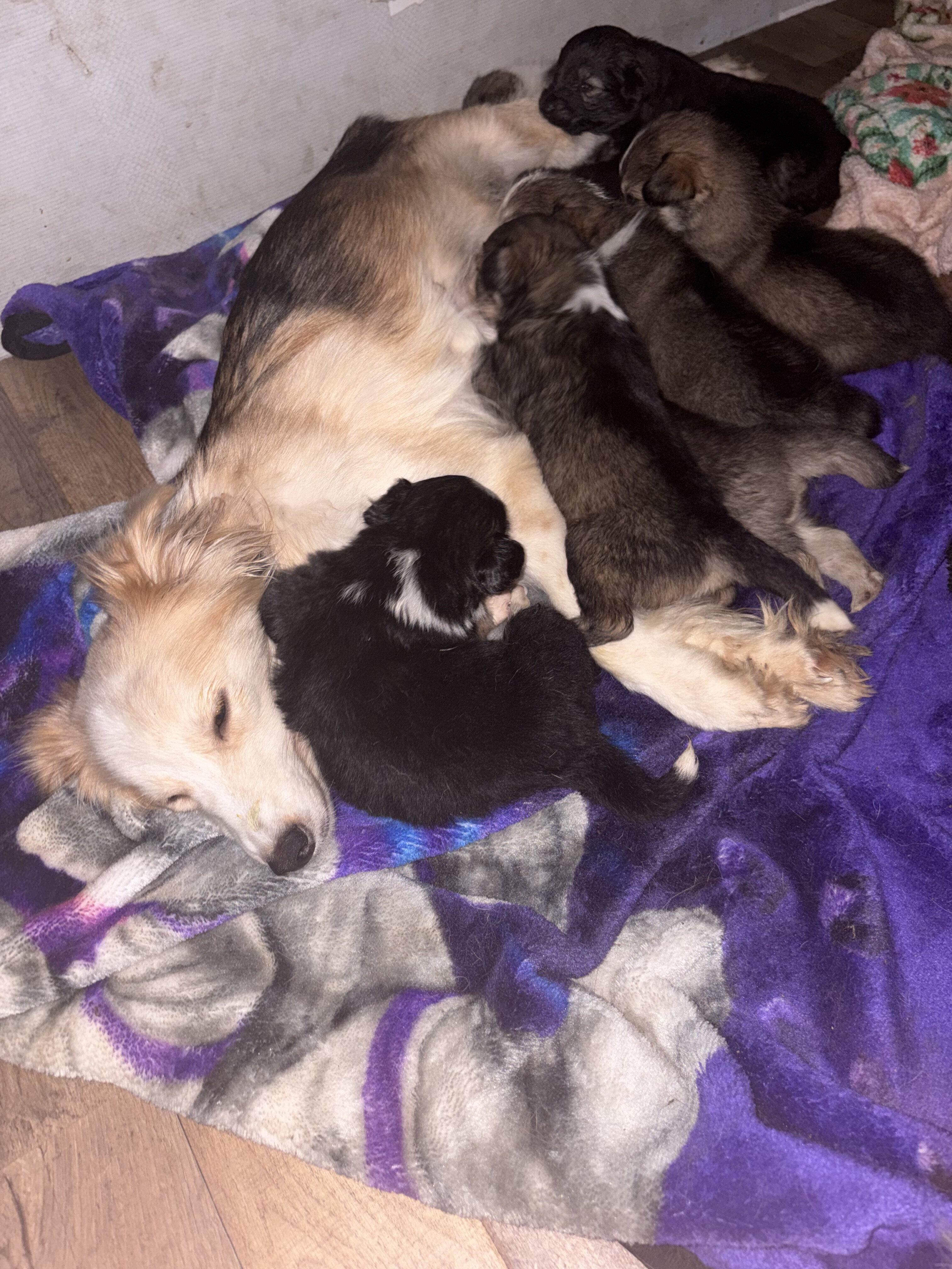 Backyard mix pups image 1