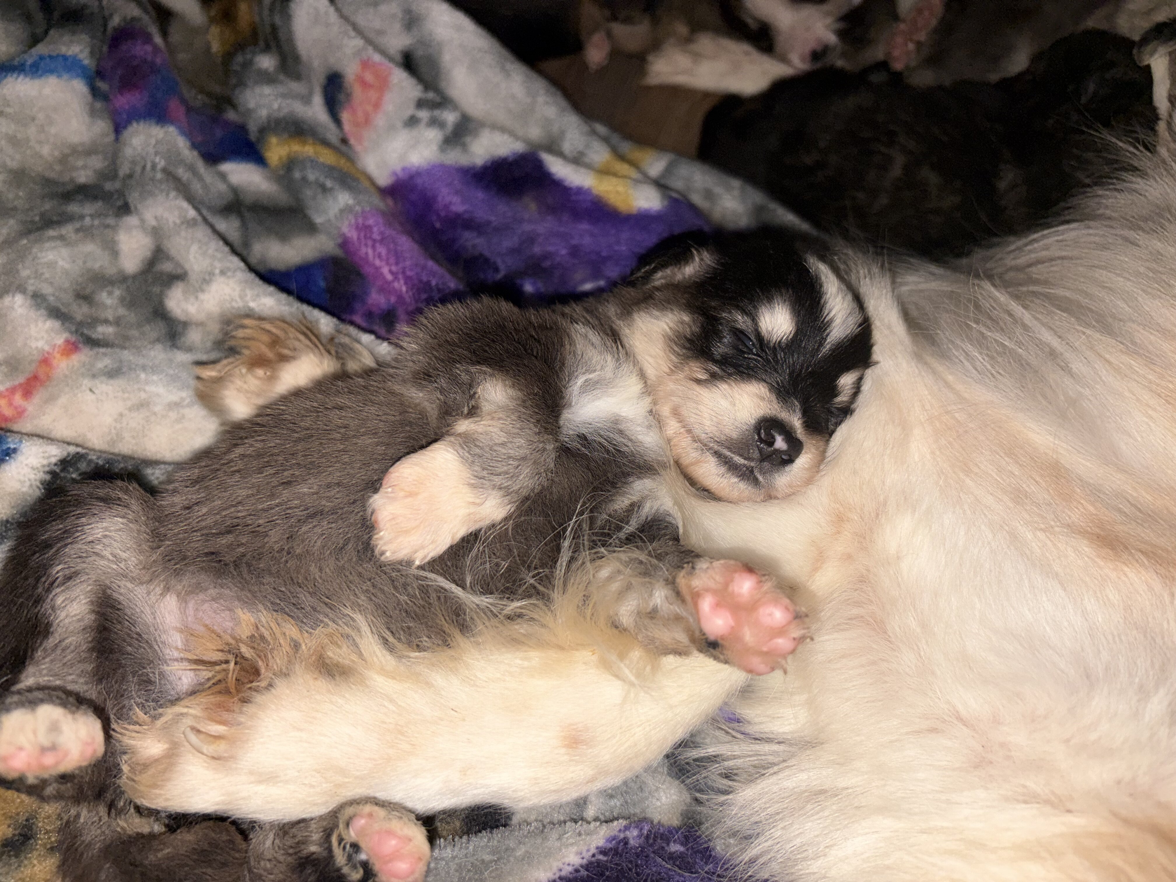 Backyard mix pups image 3