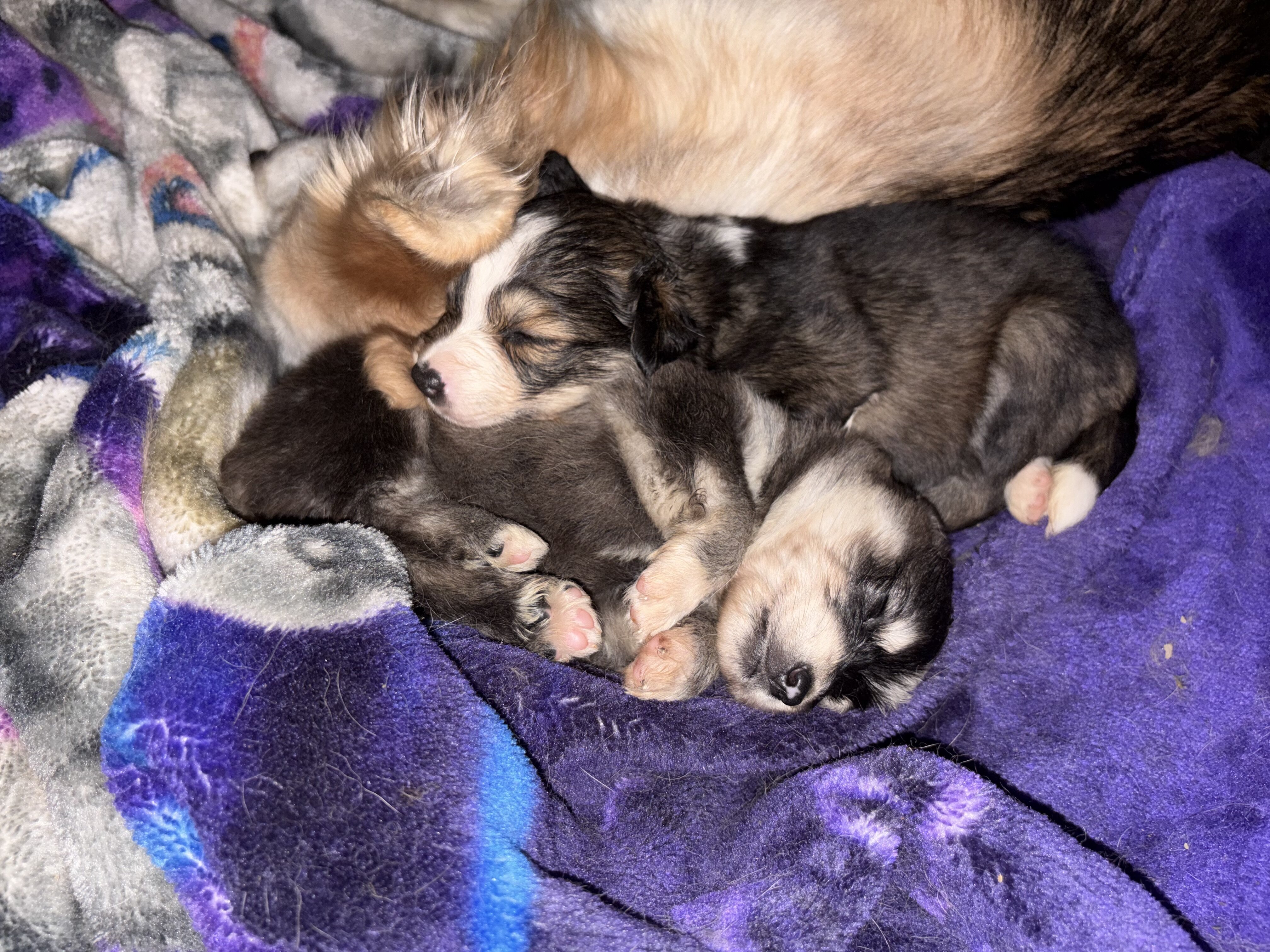 Backyard mix pups image 5