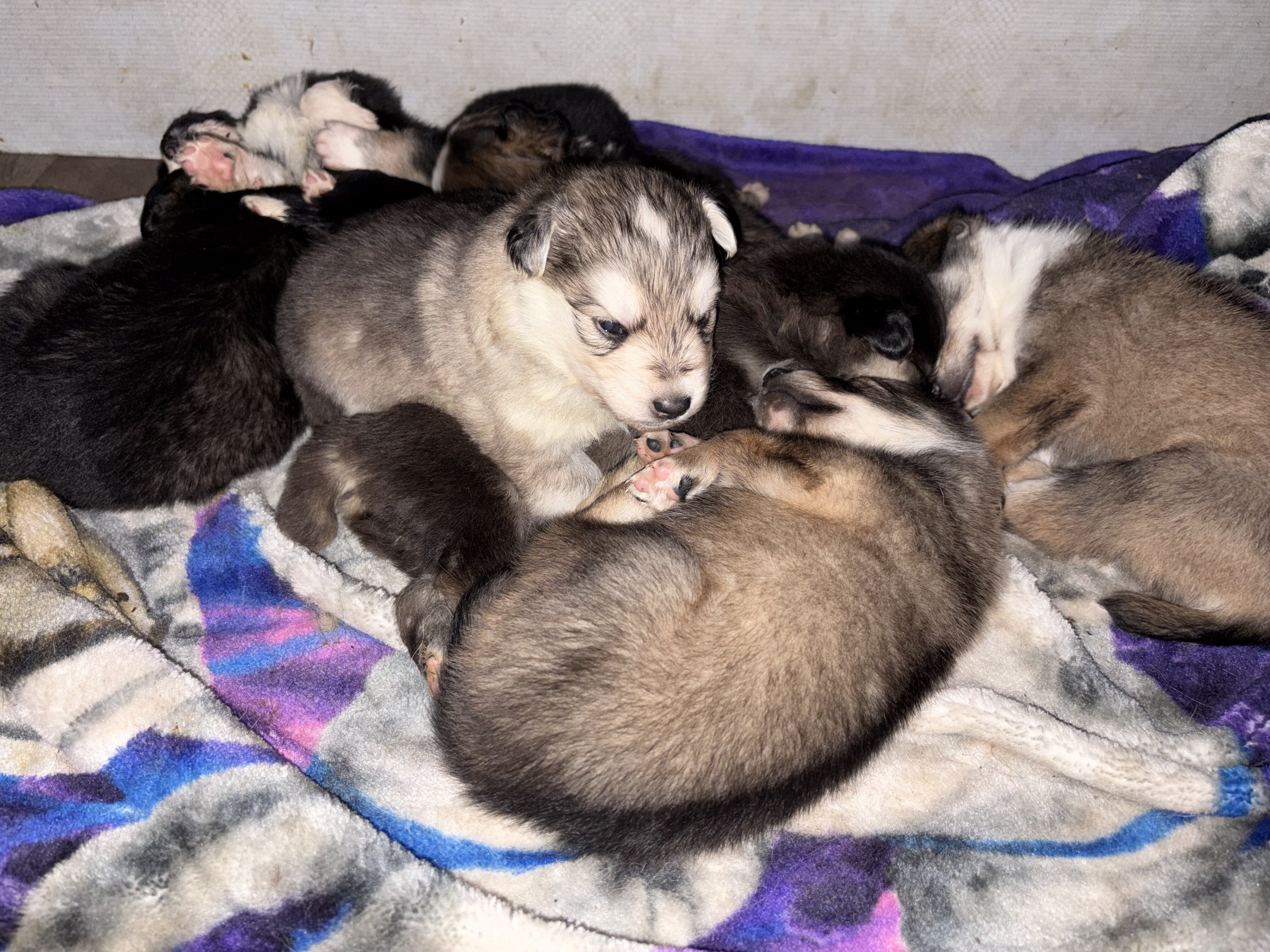 Backyard mix pups image 6