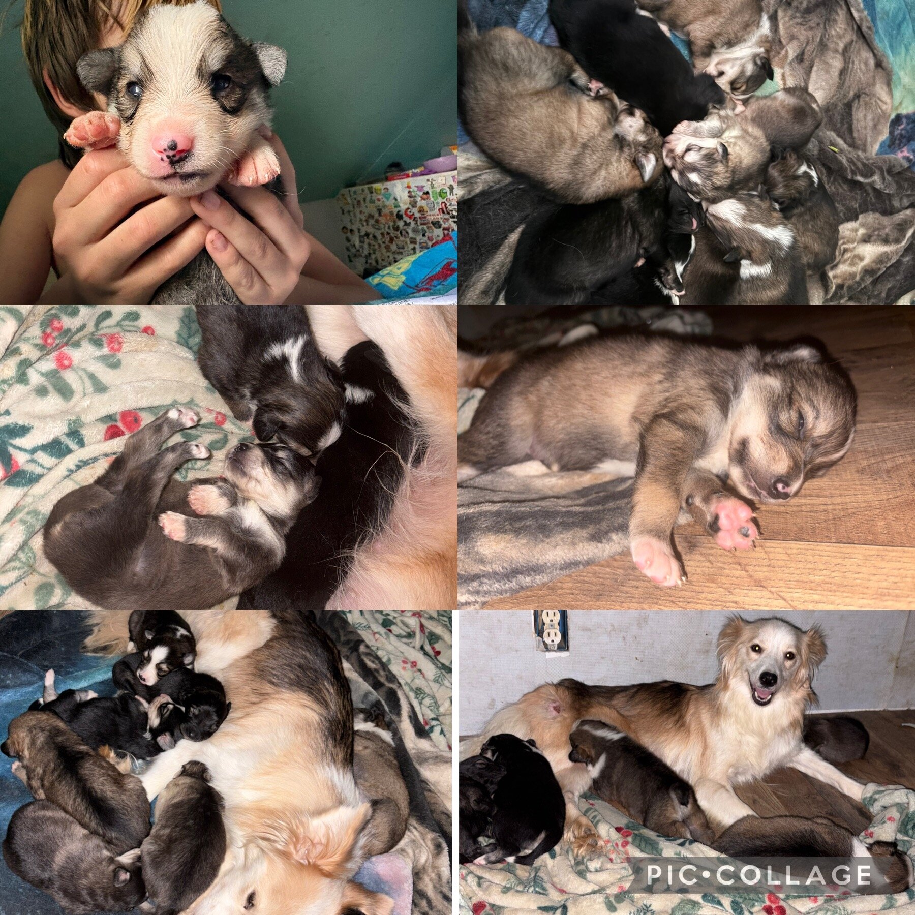 Backyard mix pups image 8