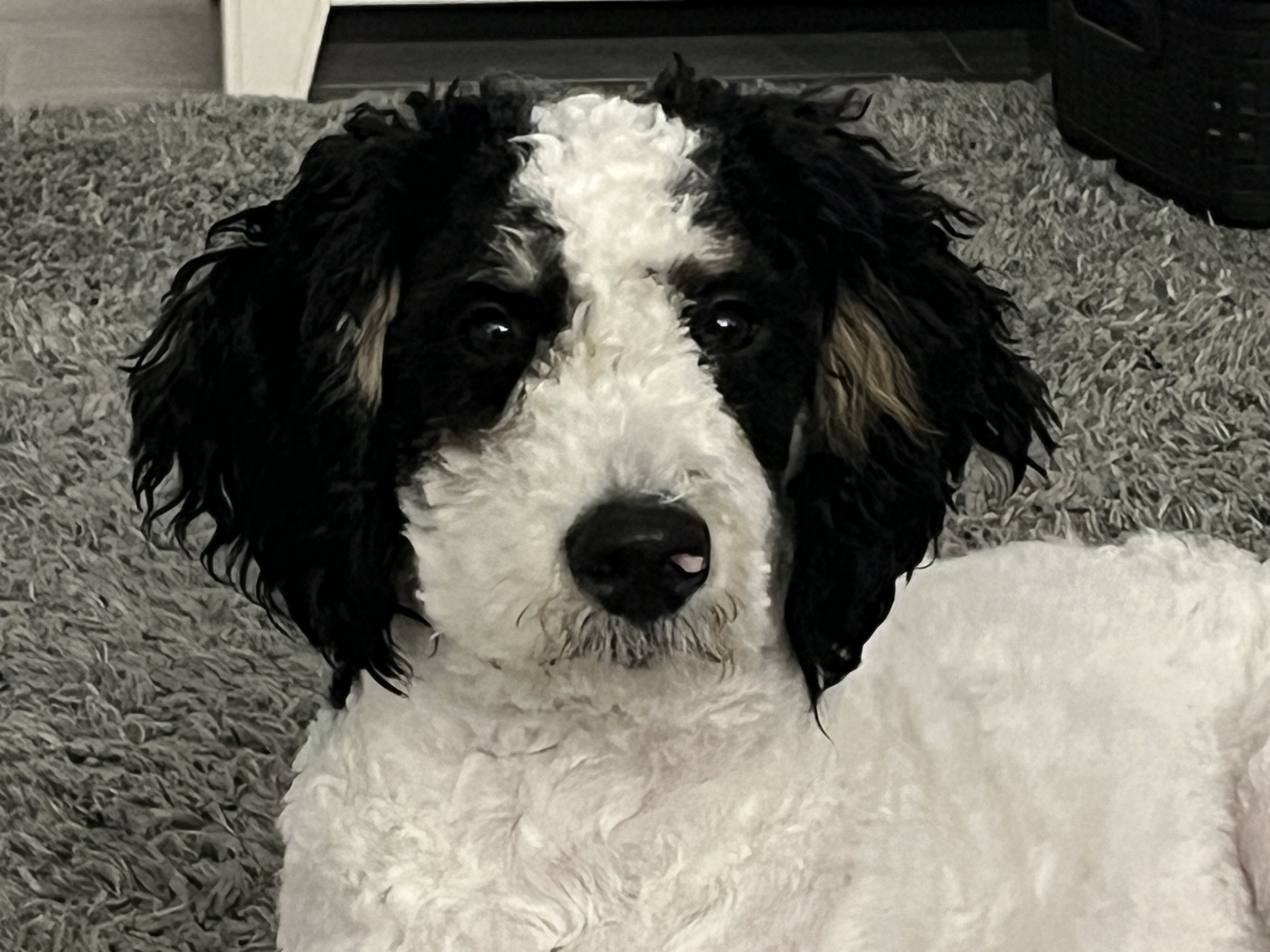 Miniature Bernadoodle image 1