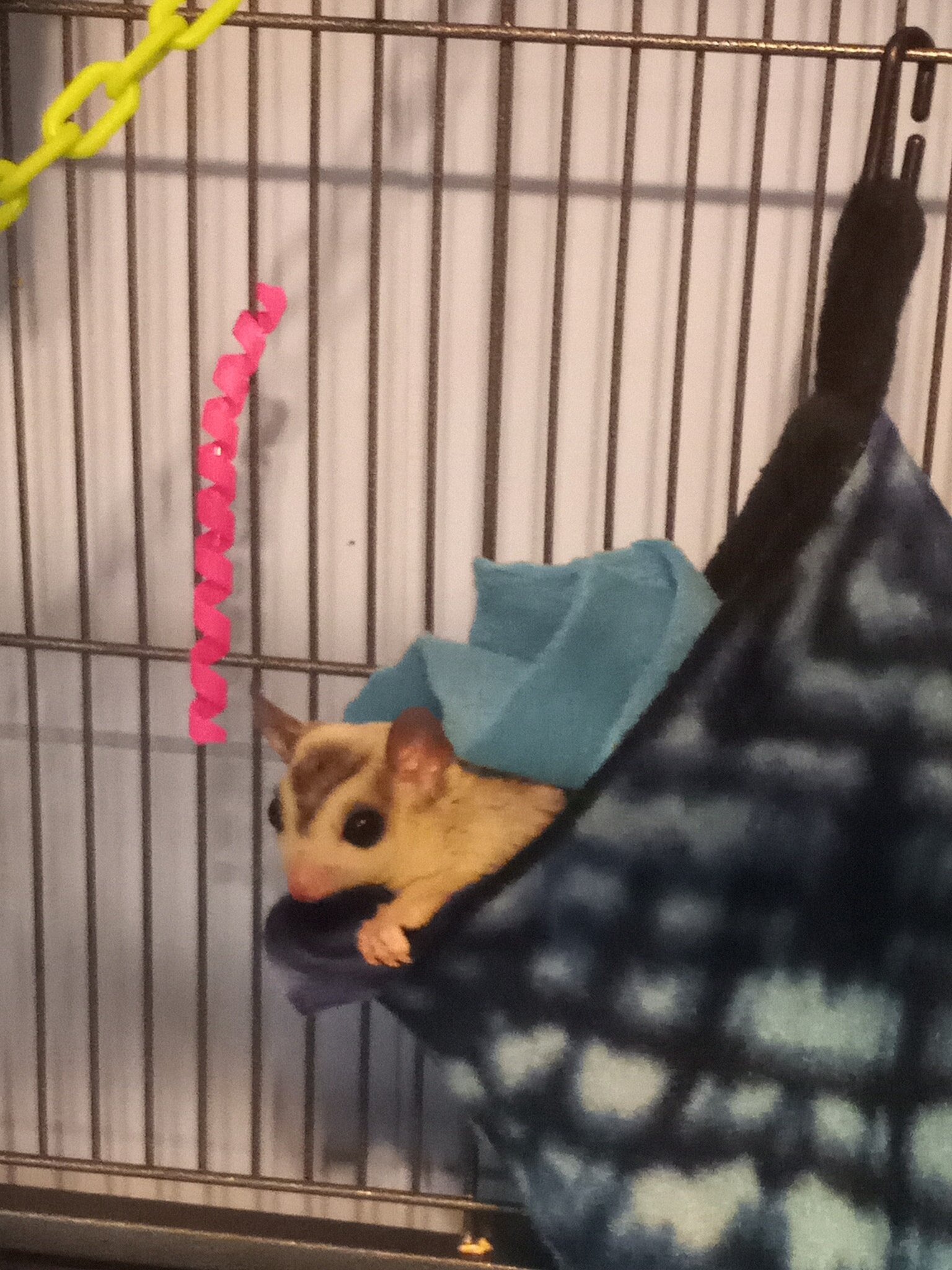 2 male sugar gliders bonded pair image 4