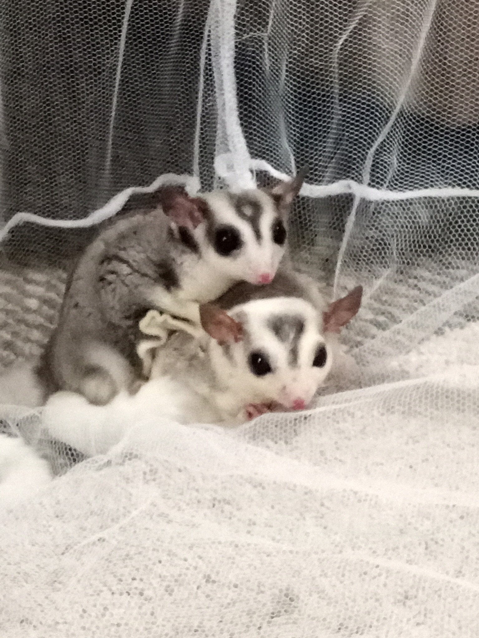 2 male sugar gliders bonded pair image 1