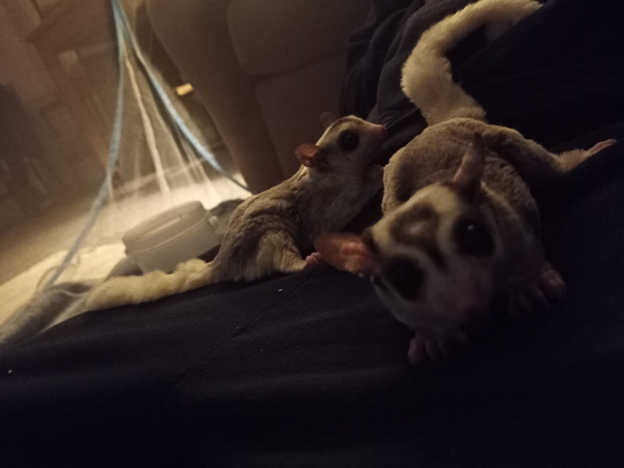 2 male sugar gliders bonded pair image 3