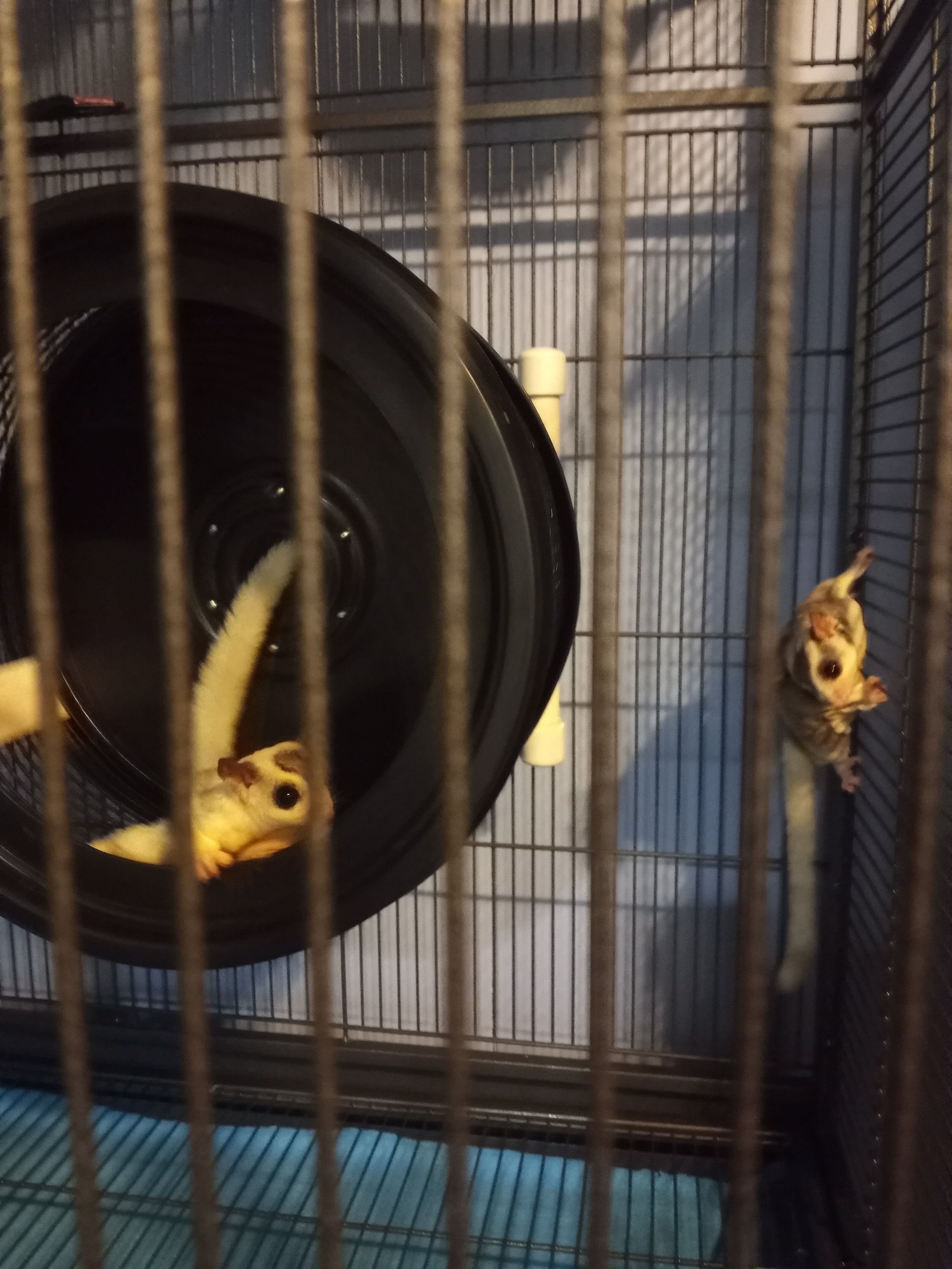 2 male sugar gliders bonded pair image 2