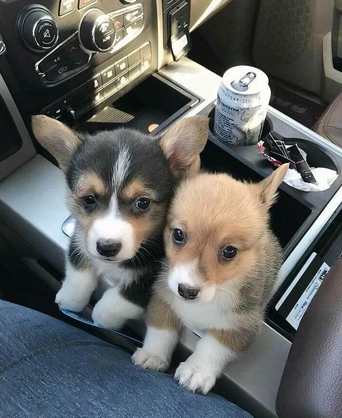Corgi Puppy image 1