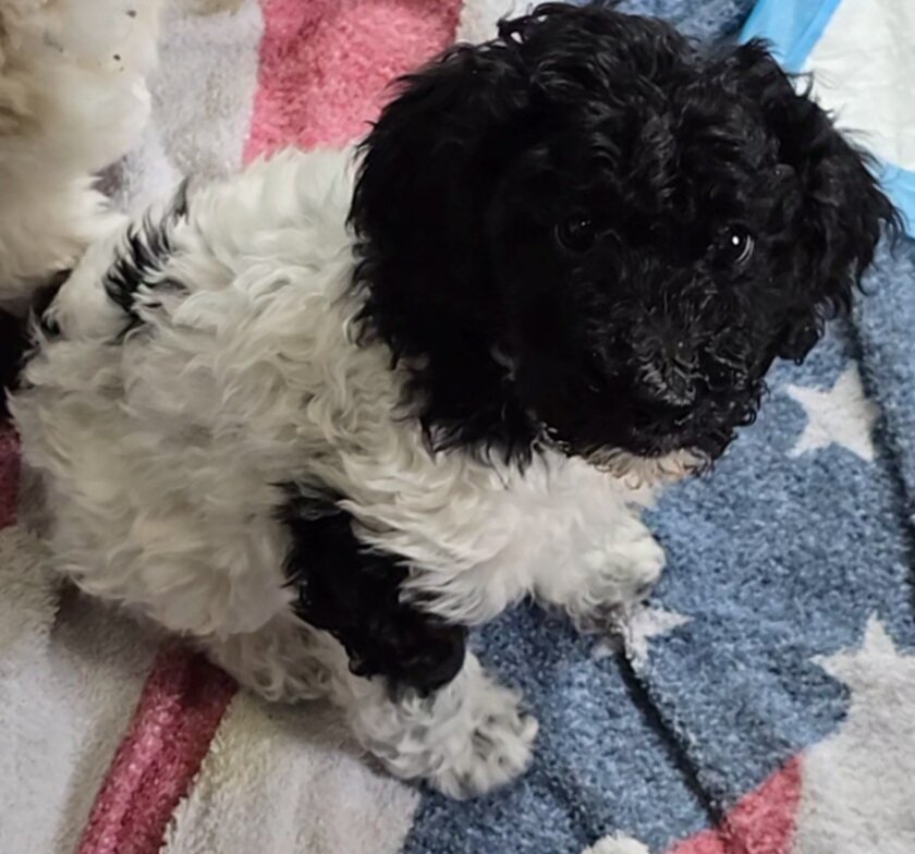 Standard poodle puppies image 1