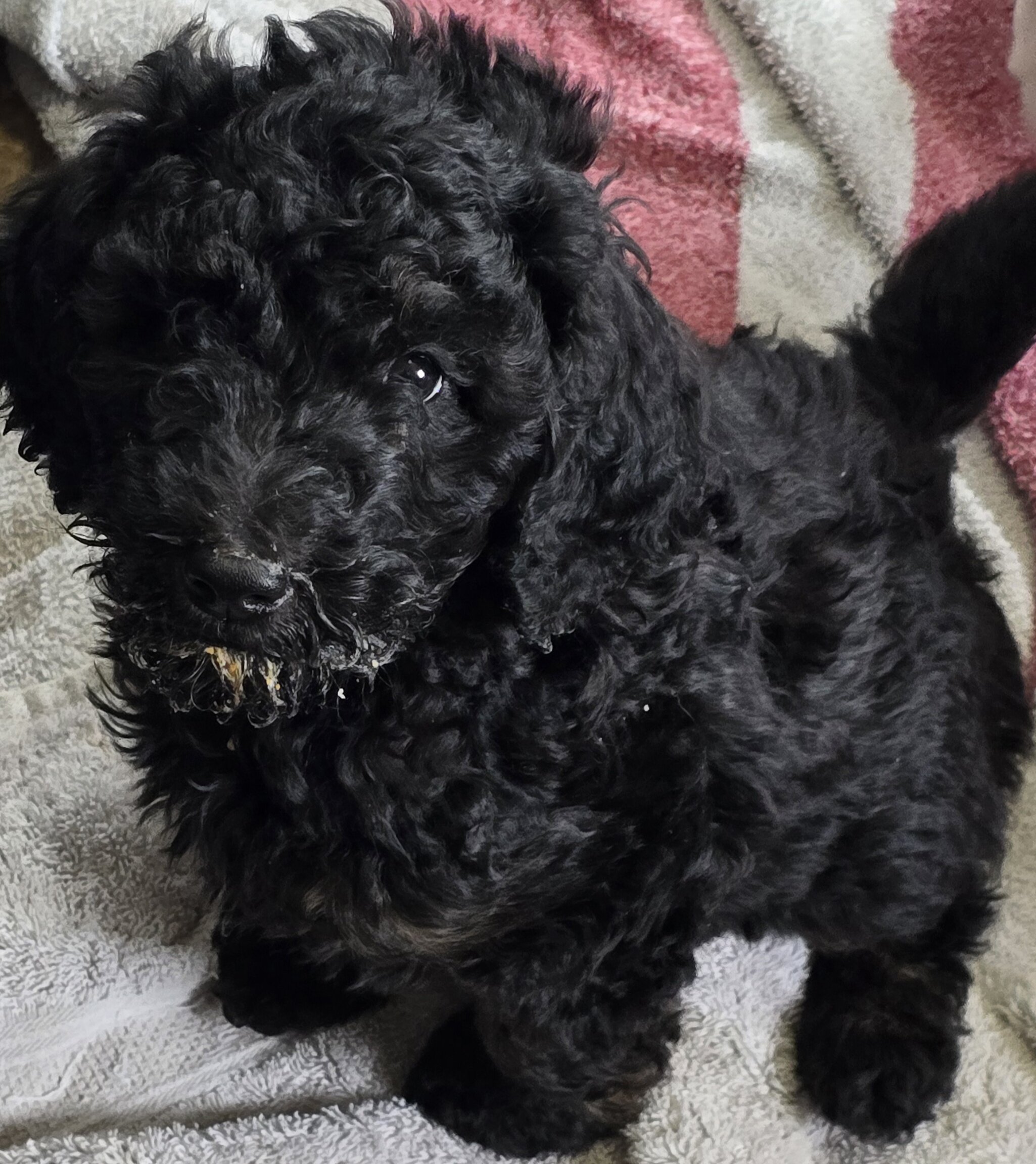 Standard poodle puppies image 3