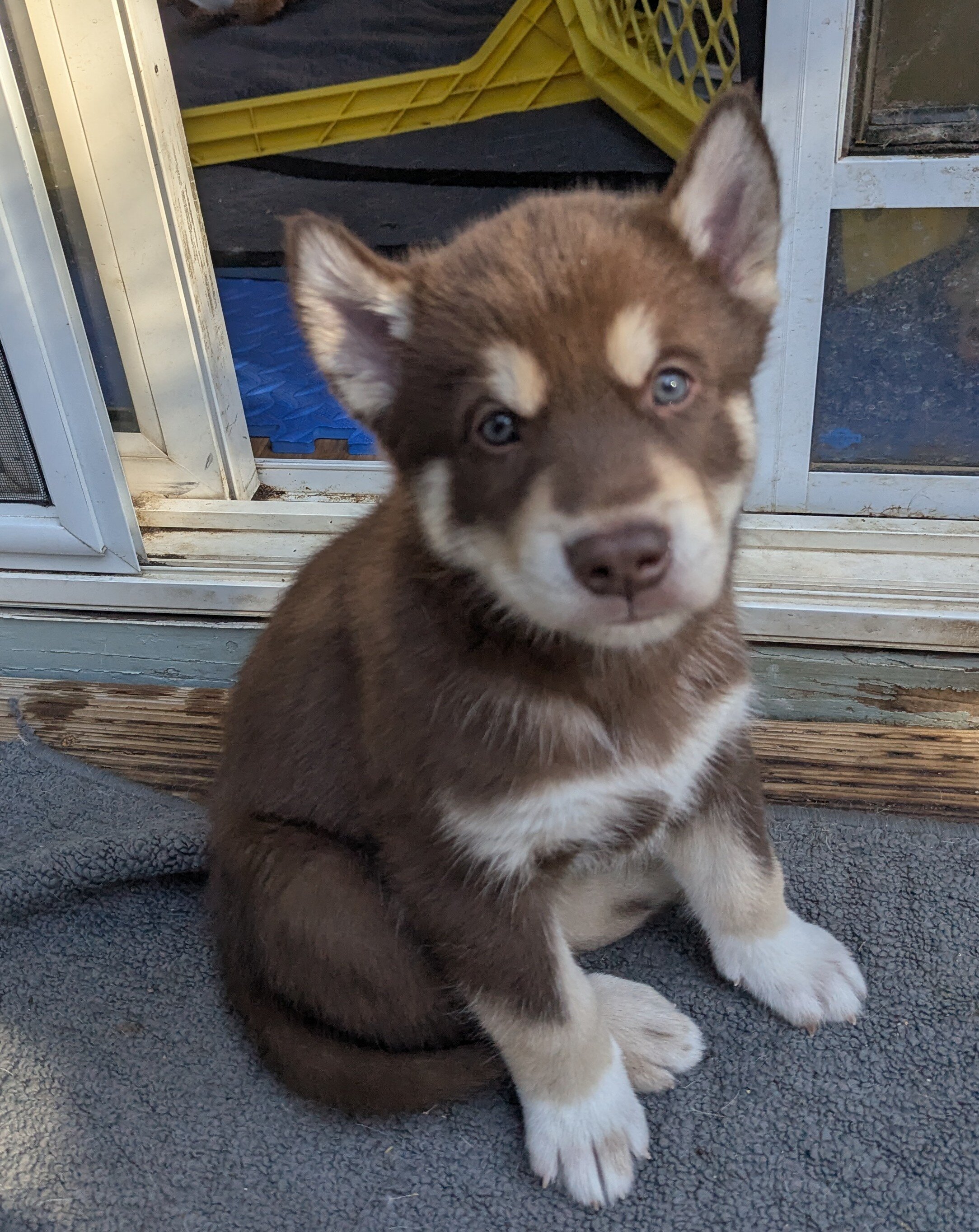 Alaskan Malamute Puppy image 1