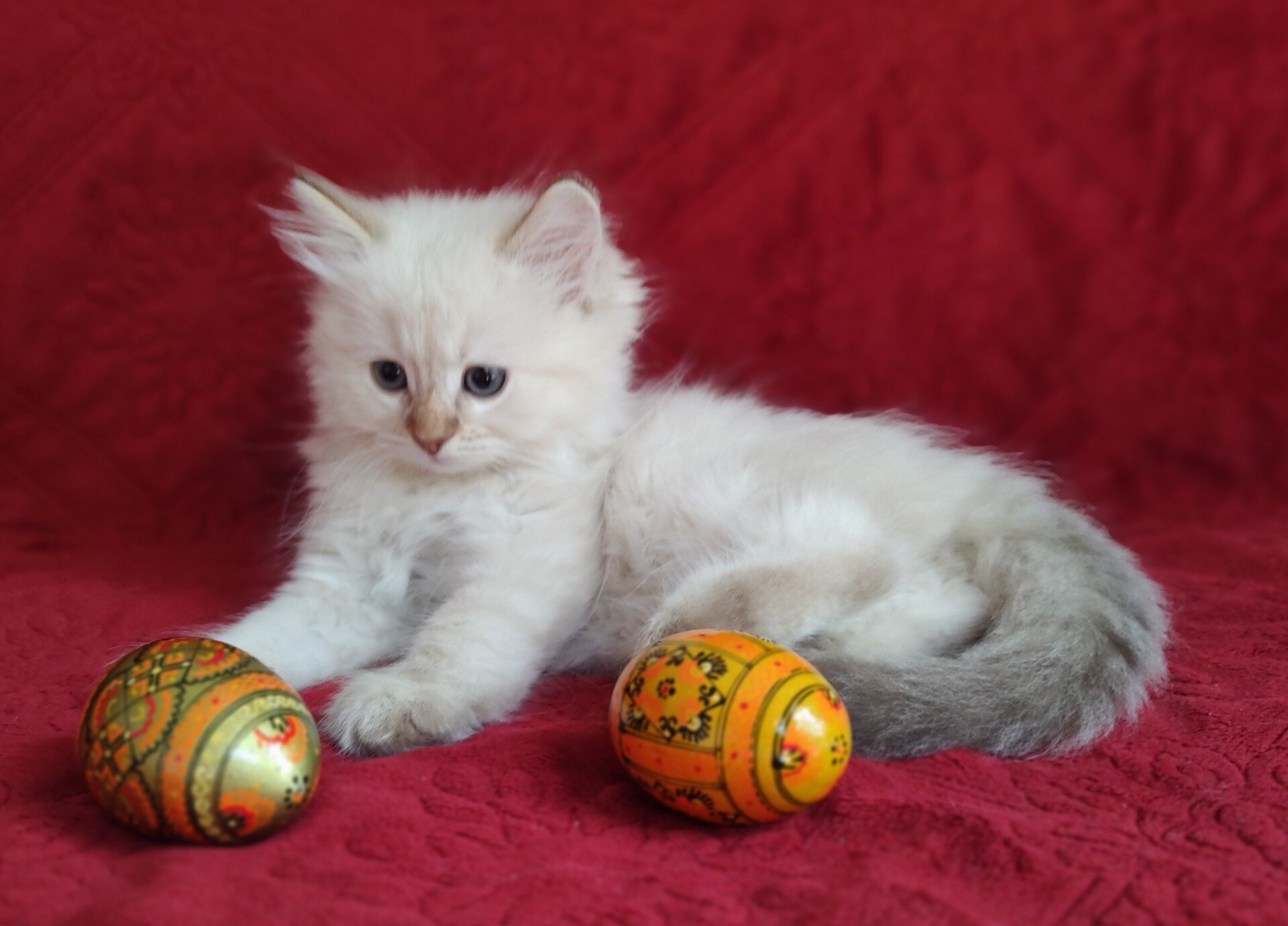 PURRFECT COMPANIONS:  Miss Muffet's litter image 1