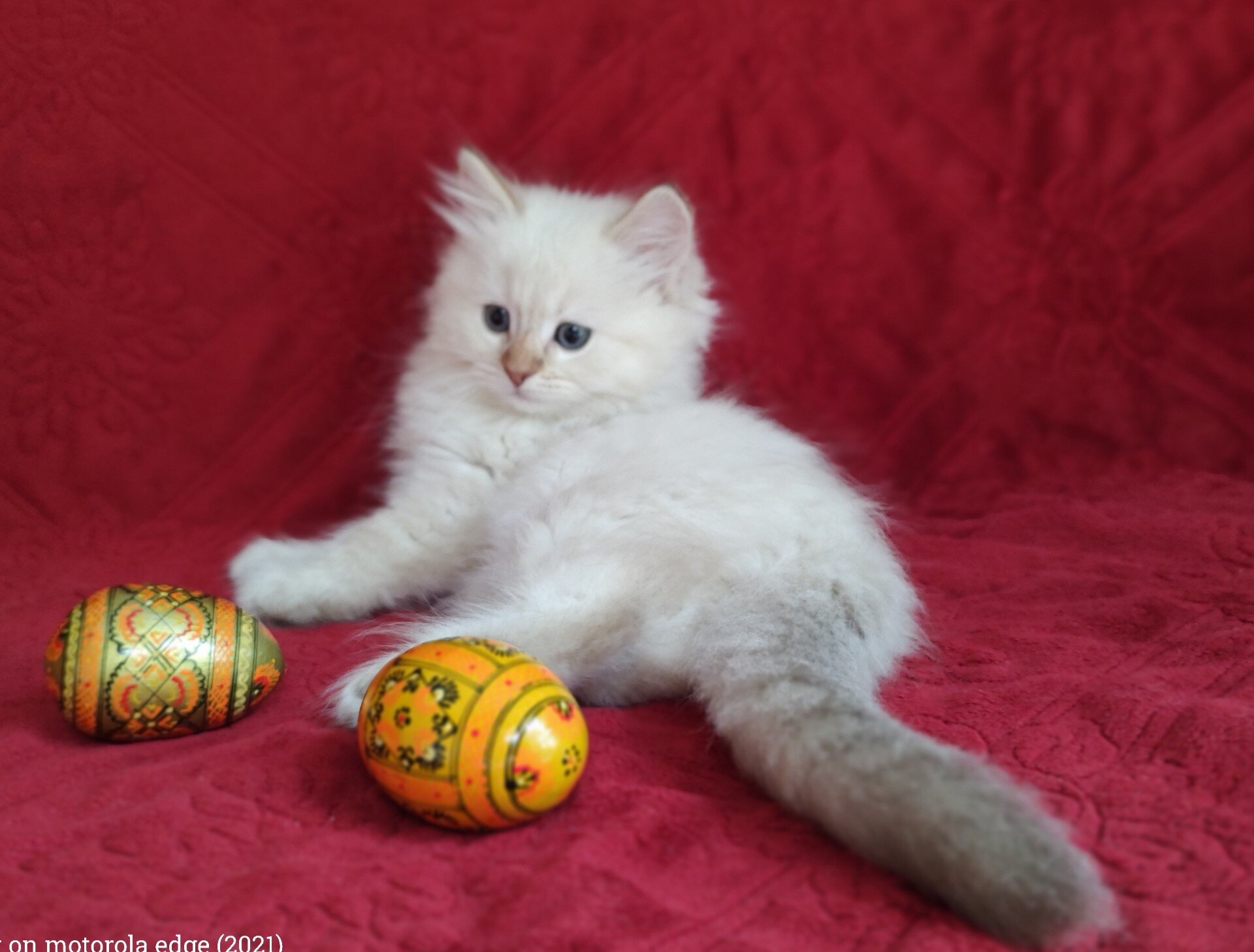 PURRFECT COMPANIONS:  Miss Muffet's litter image 4