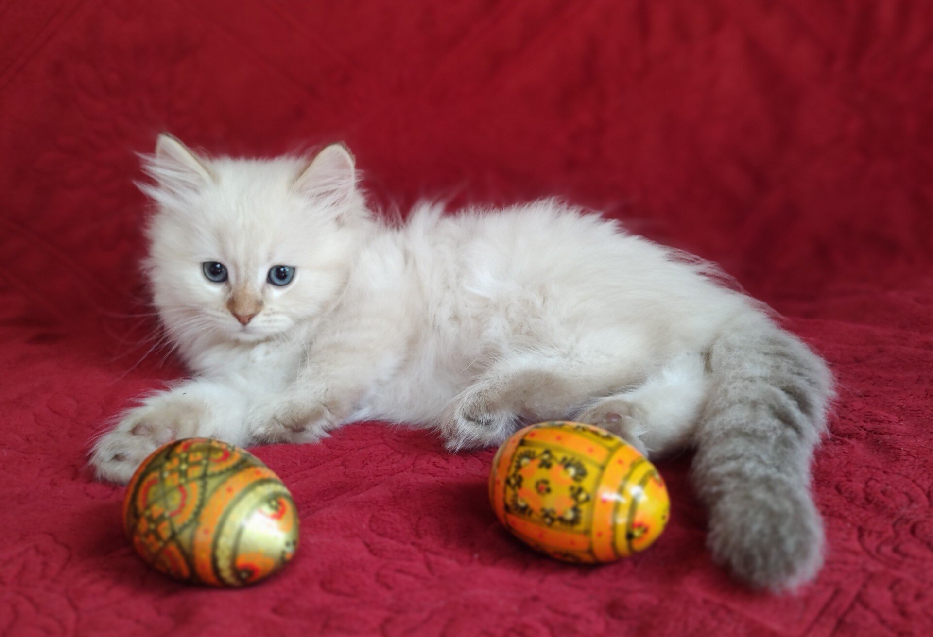 PURRFECT COMPANIONS:  Miss Muffet's litter image 2