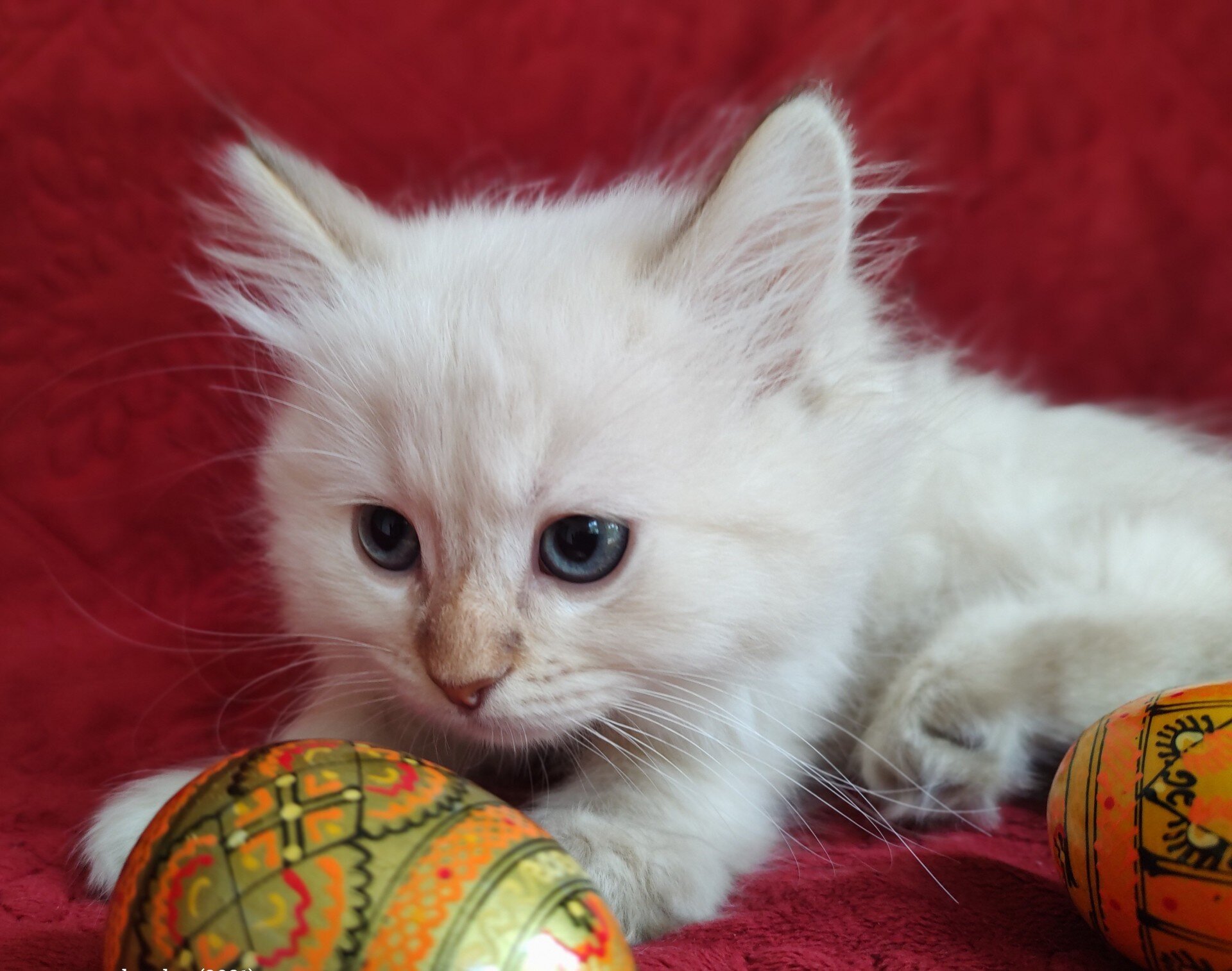 PURRFECT COMPANIONS:  Miss Muffet's litter image 3