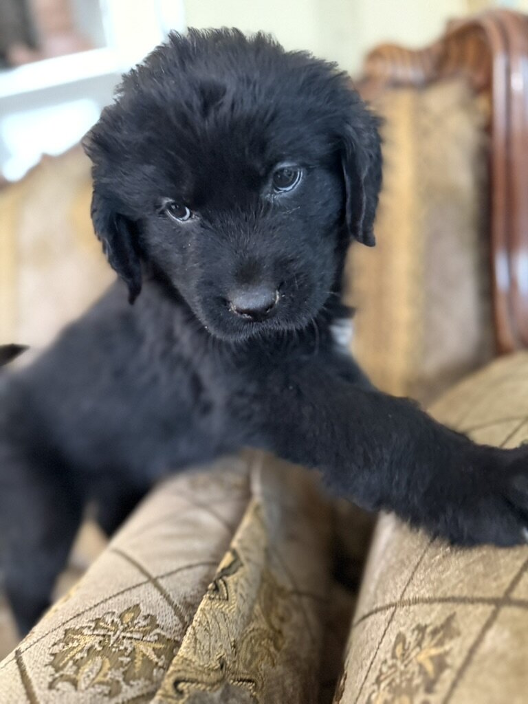 AKC Newfoundland Puppies 8 wks old image 1