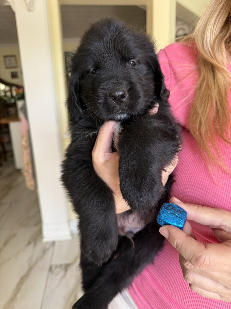 AKC Newfoundland Puppies 8 wks old image 2