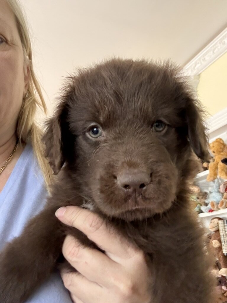 AKC Newfoundland Puppies 8 wks old image 5
