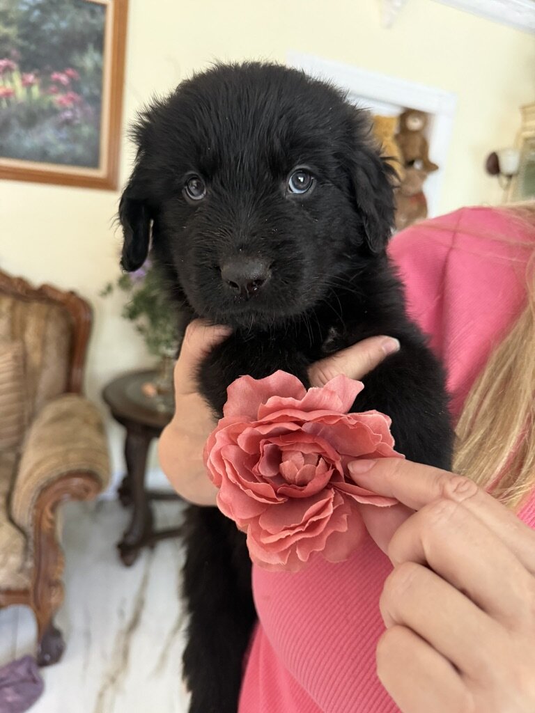 AKC Newfoundland Puppies 8 wks old image 4