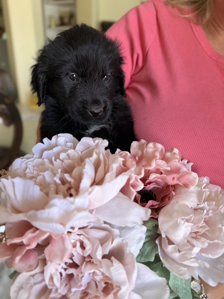 AKC Newfoundland Puppies 8 wks old image 3