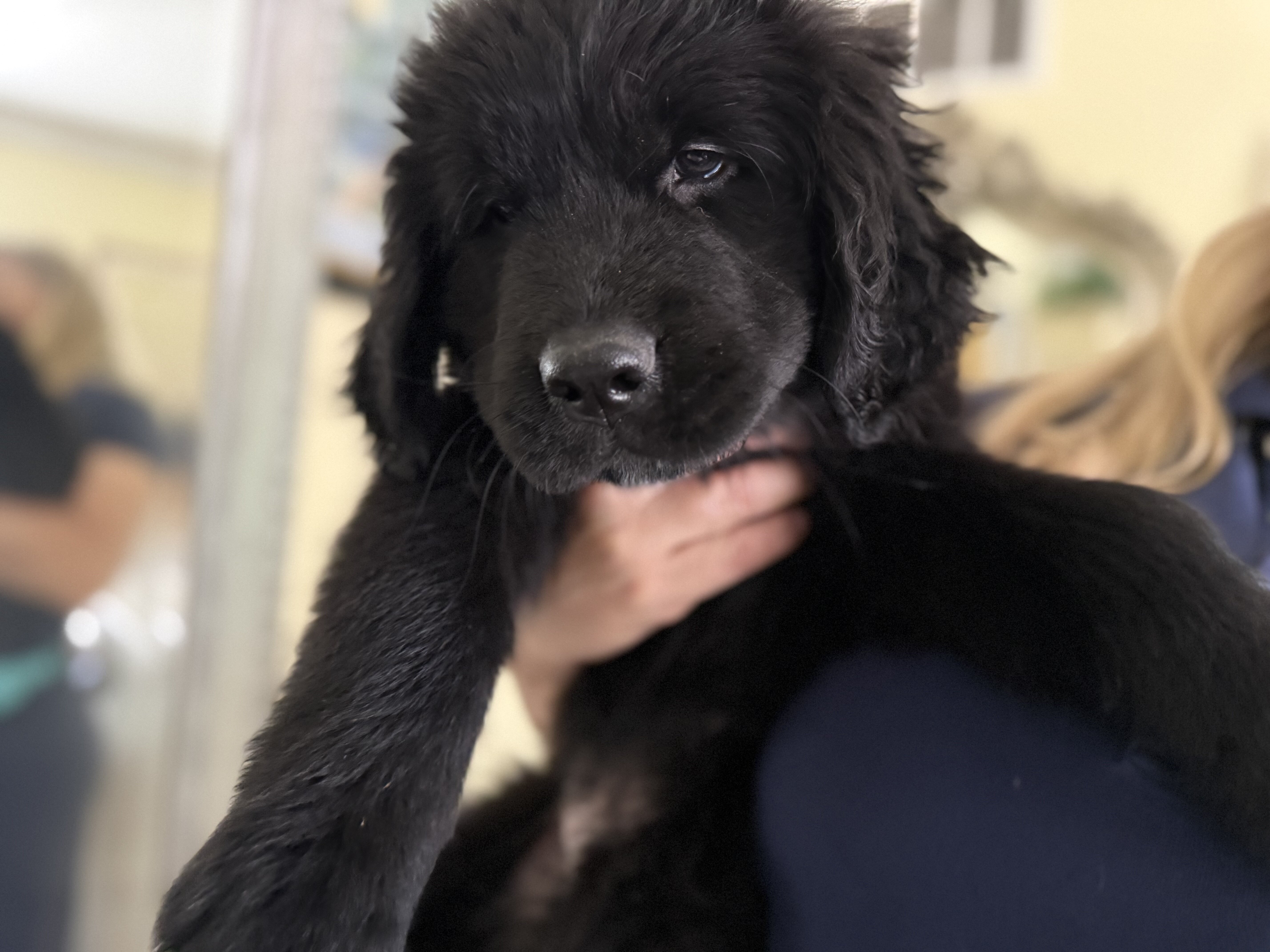 AKC Newfoundland Puppies 8 wks old image 9