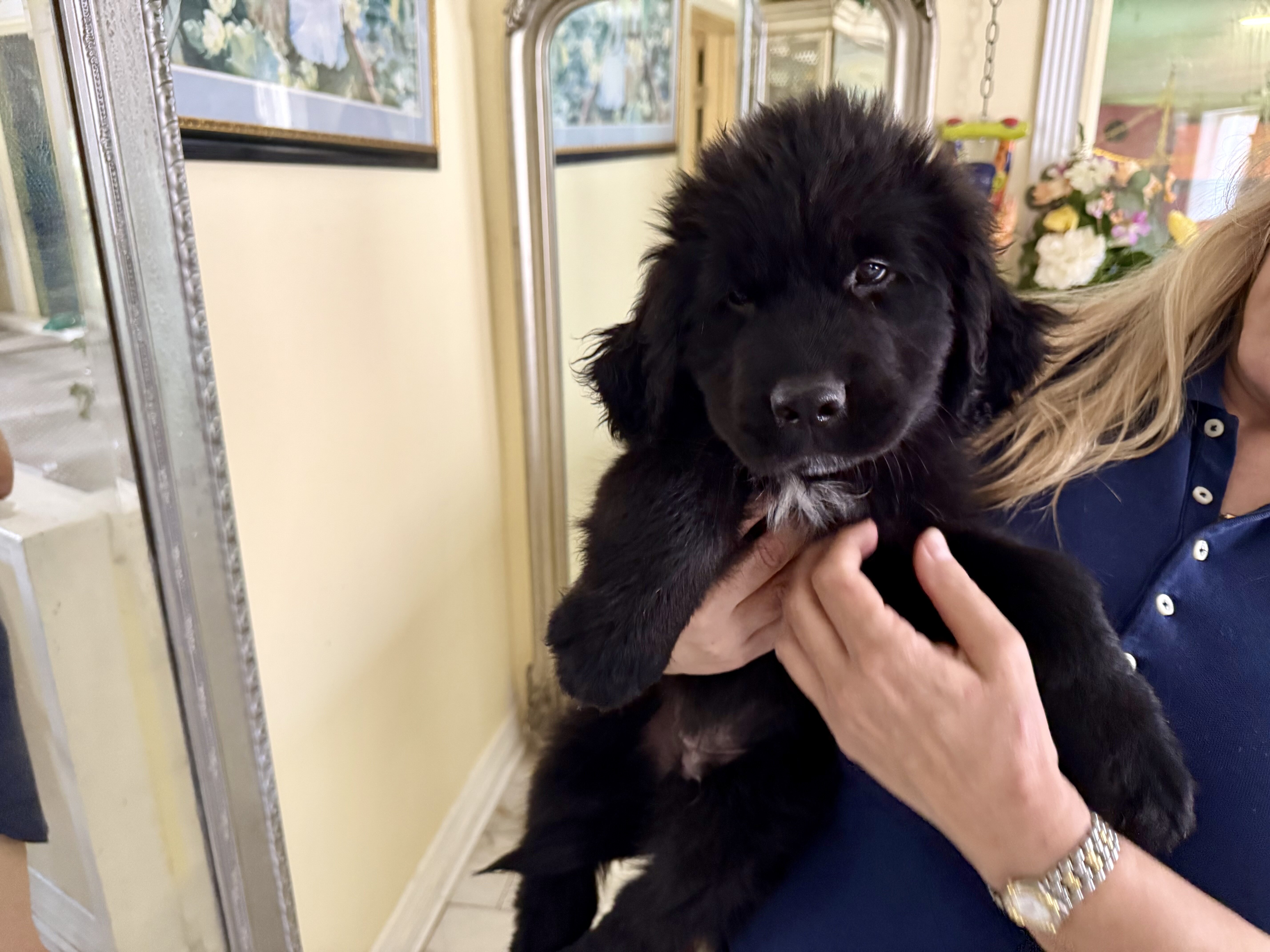 AKC Newfoundland Puppies 8 wks old image 8