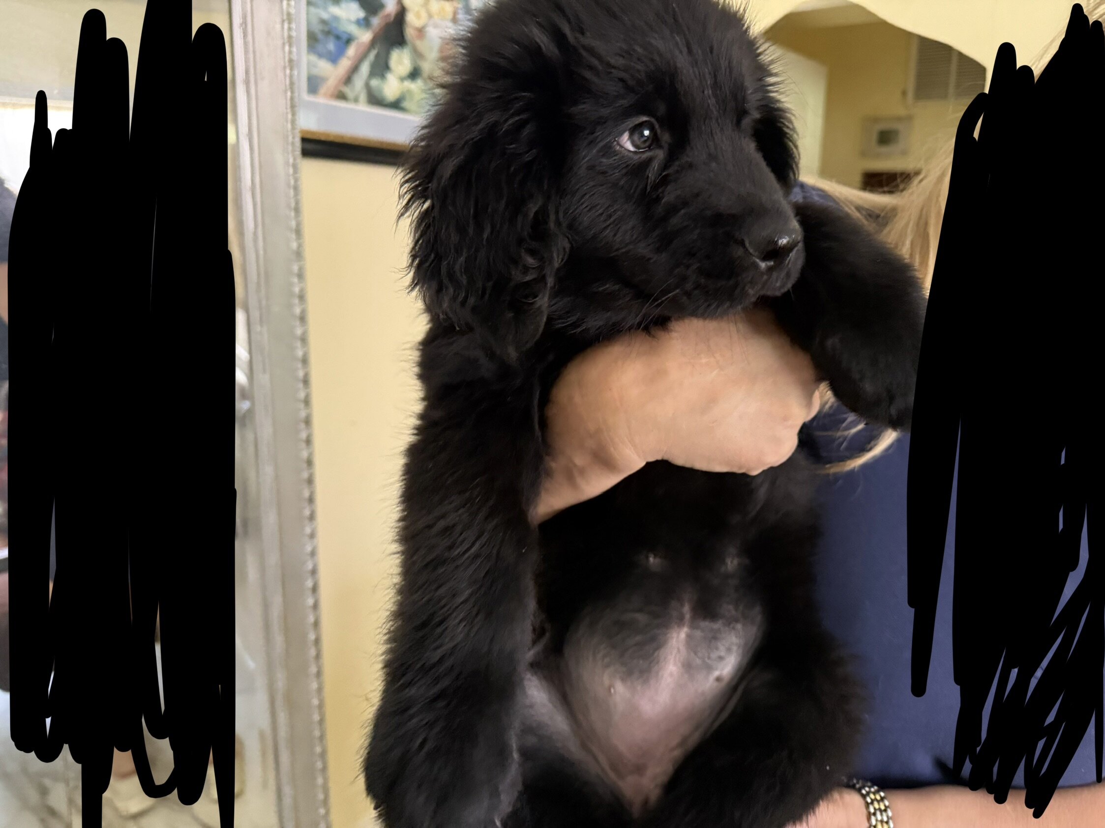 AKC Newfoundland Puppies 8 wks old image 7