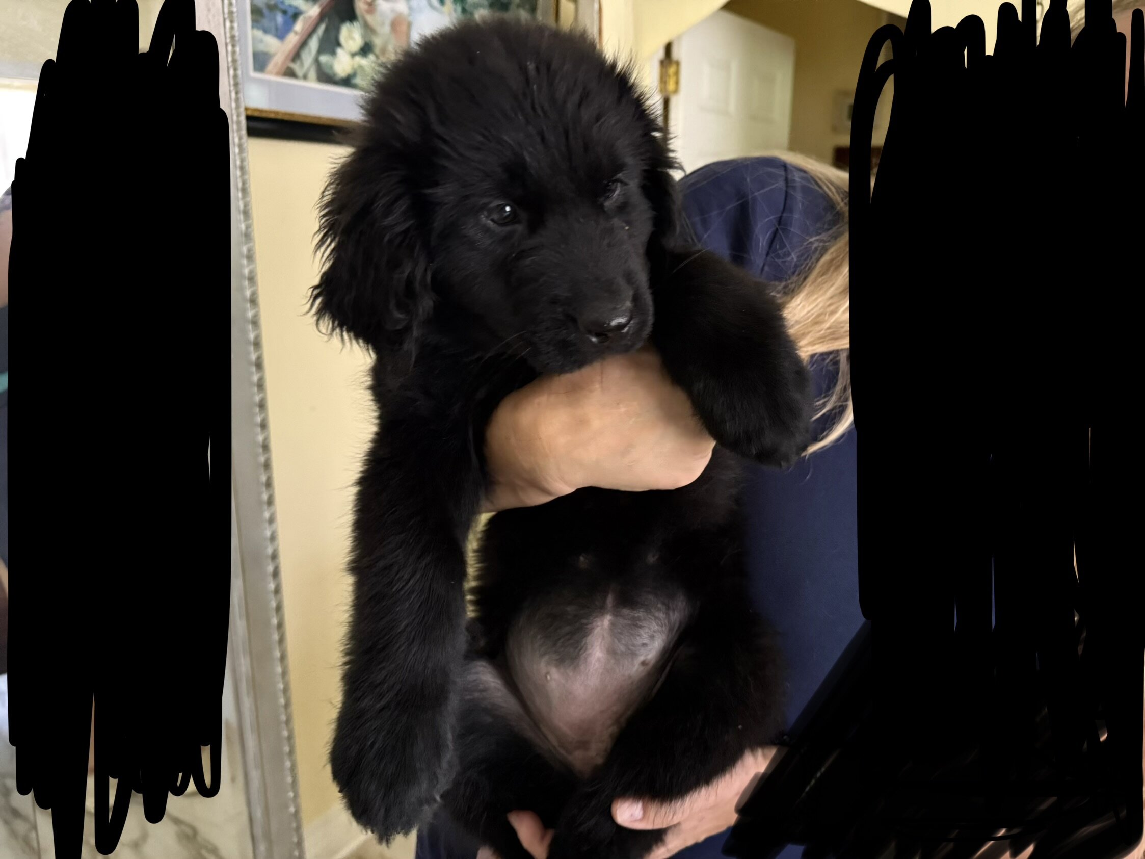 AKC Newfoundland Puppies 8 wks old image 10