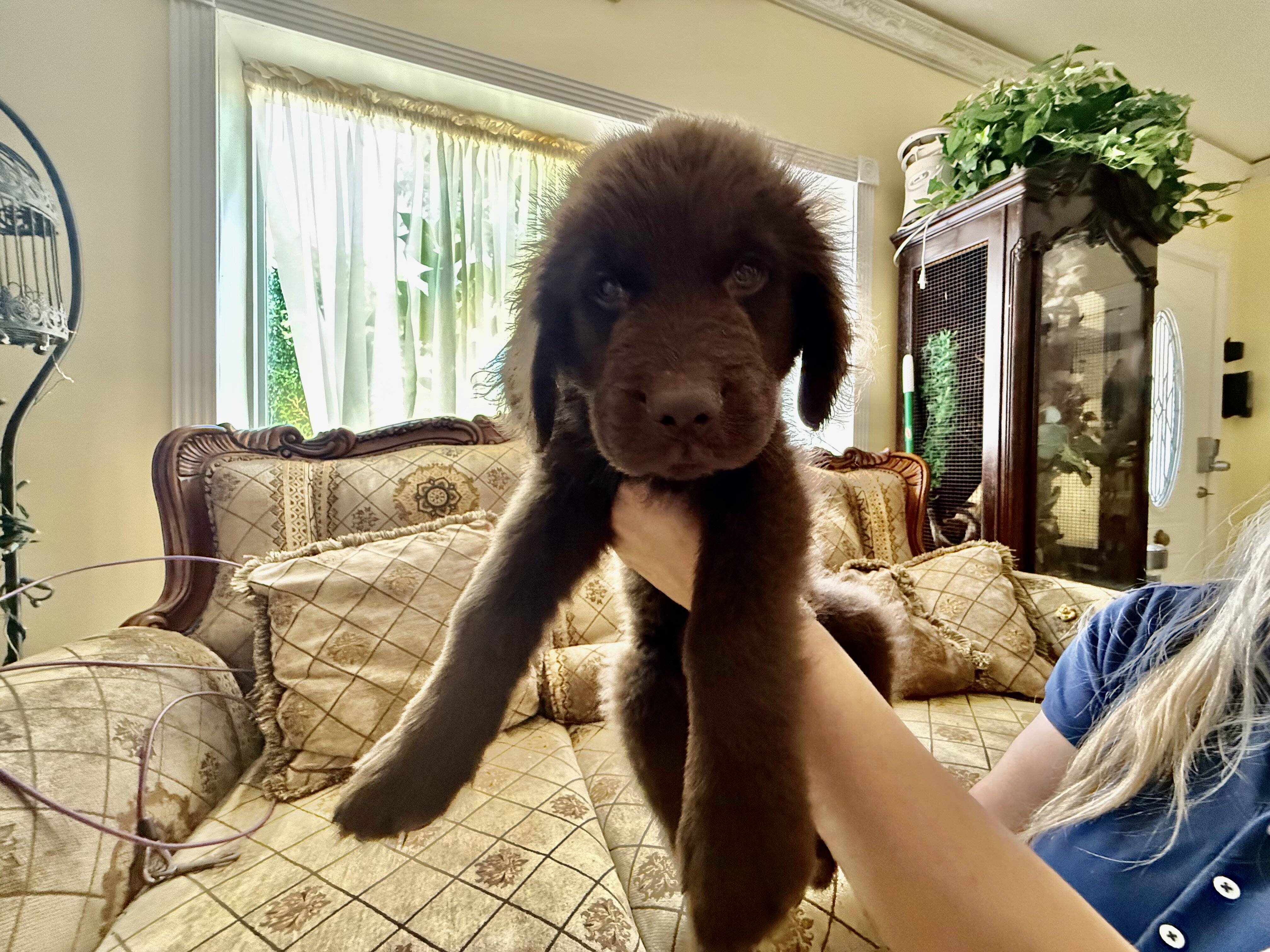AKC Newfoundland Puppies 8 wks old image 6