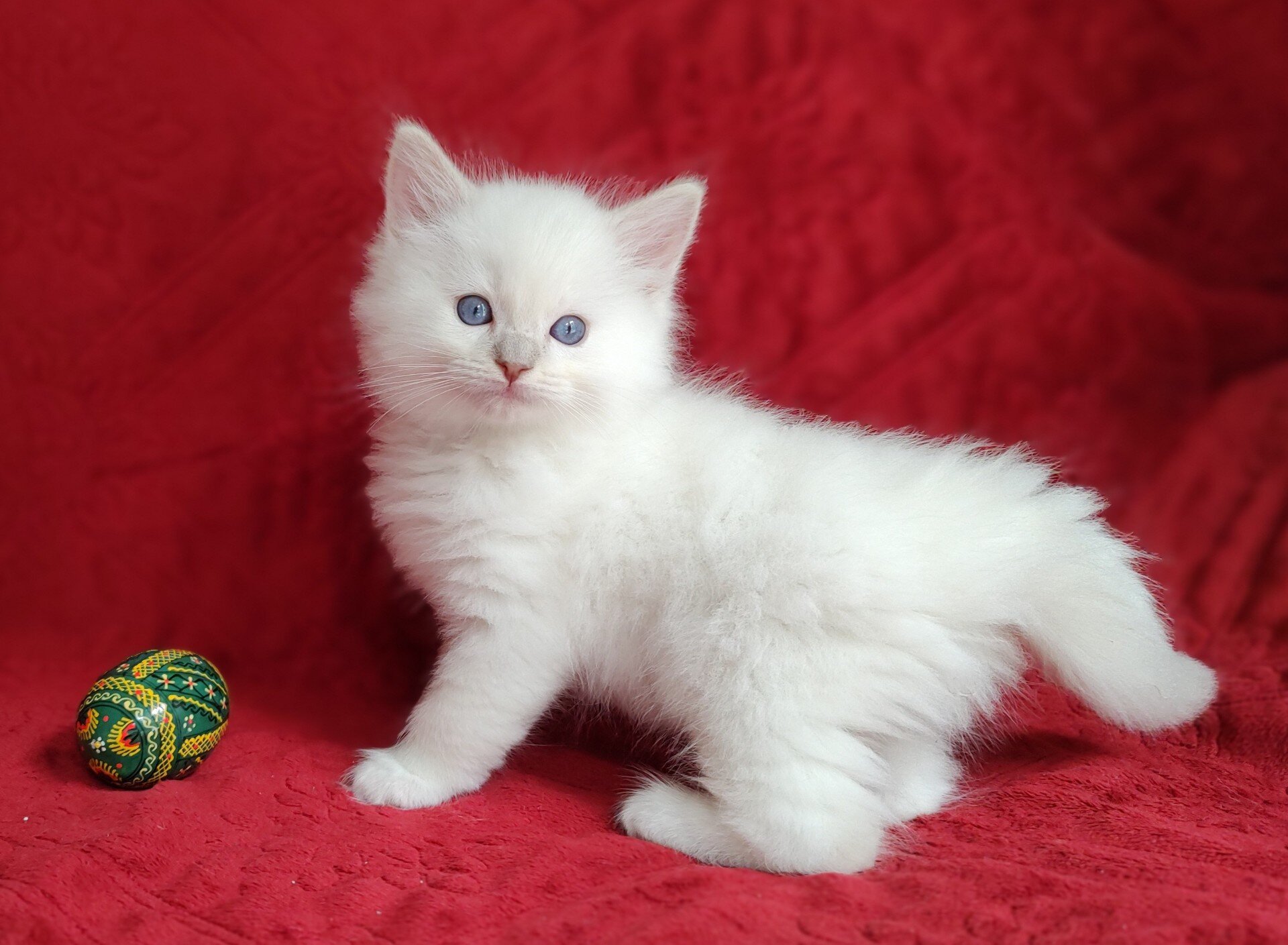 PURRFECT COMPANIONS:  Dandy Lion's Litter image 3
