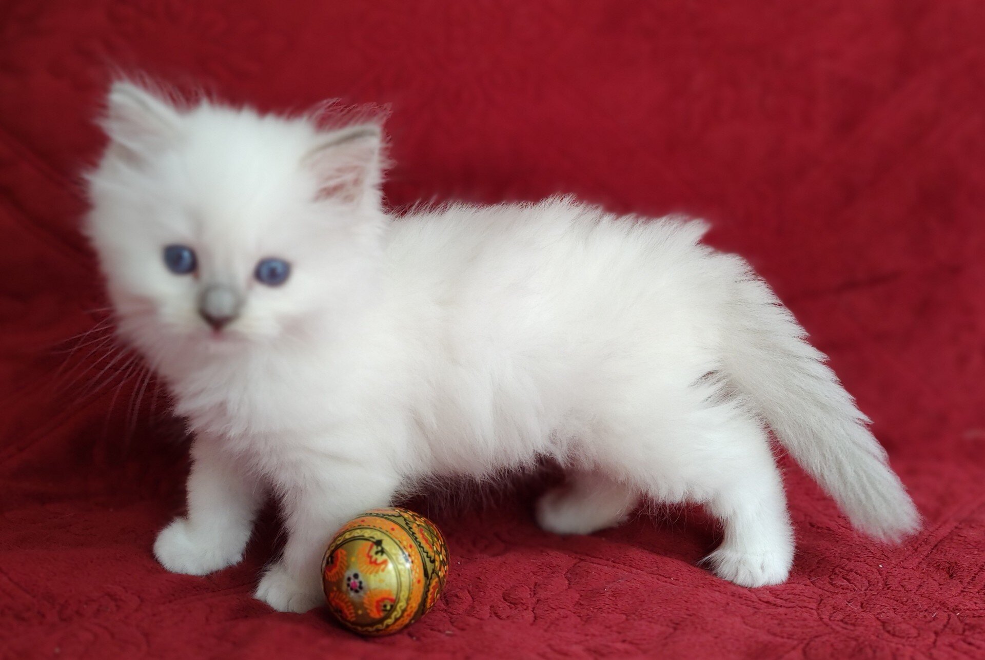 PURRFECT COMPANIONS:  Dandy Lion's Litter image 1