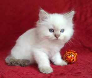 PURRFECT COMPANIONS:  Dandy Lion's Litter image 2