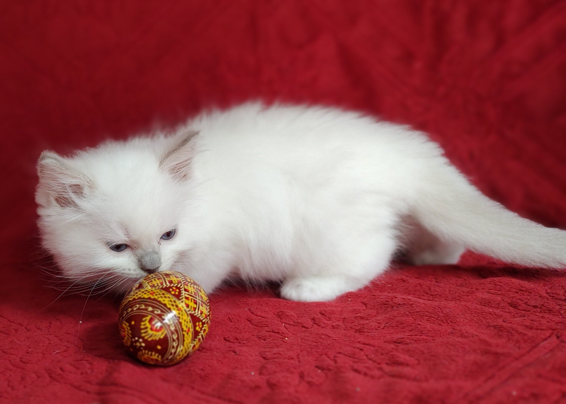 PURRFECT COMPANIONS:  Dandy Lion's Litter image 4