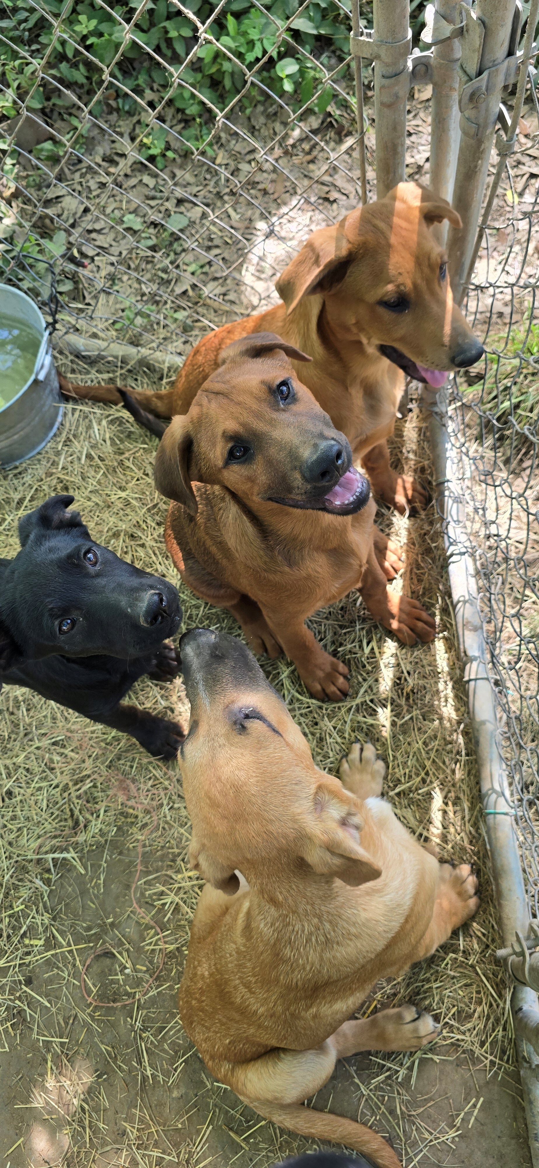 German Shepherd × Ridgeback pups ready now! image 9