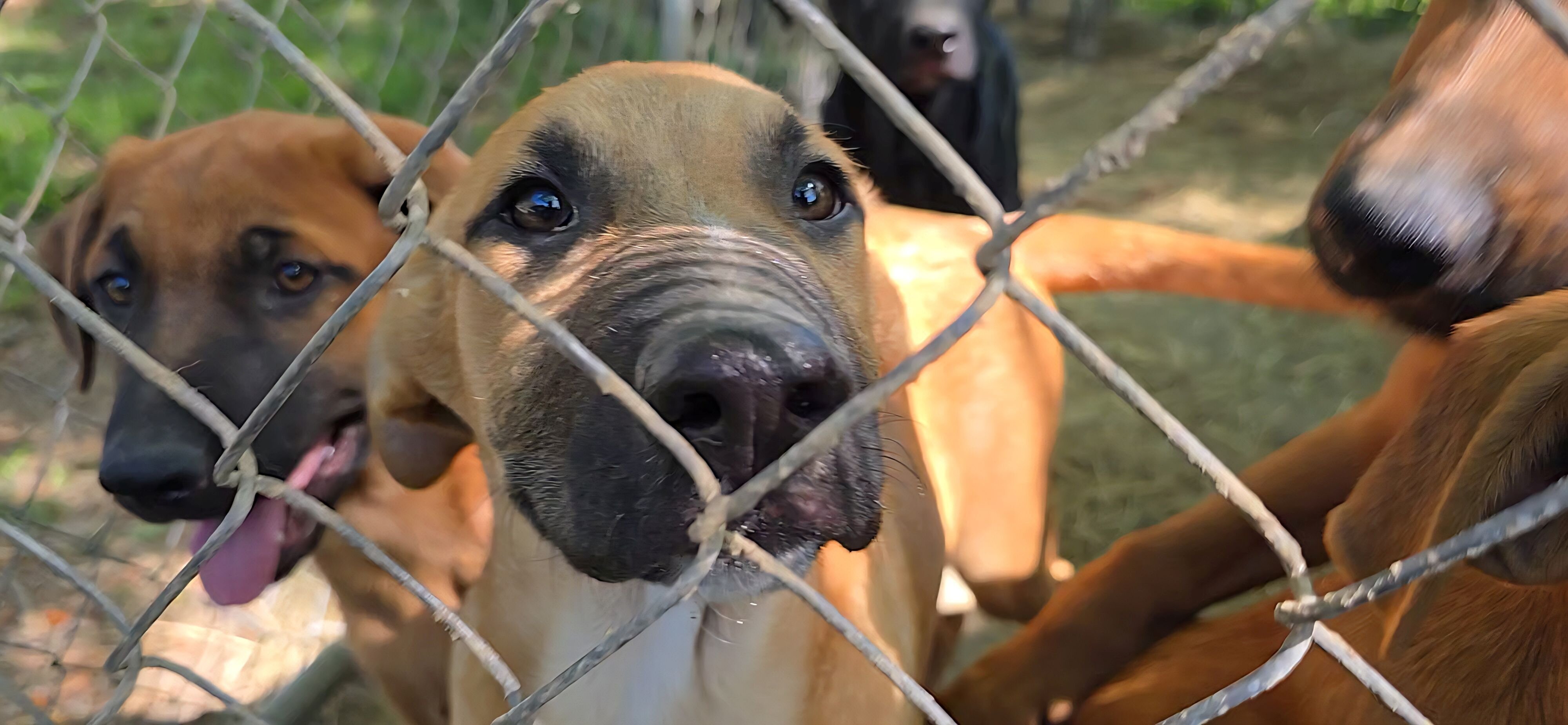 German Shepherd × Ridgeback pups ready now! image 7