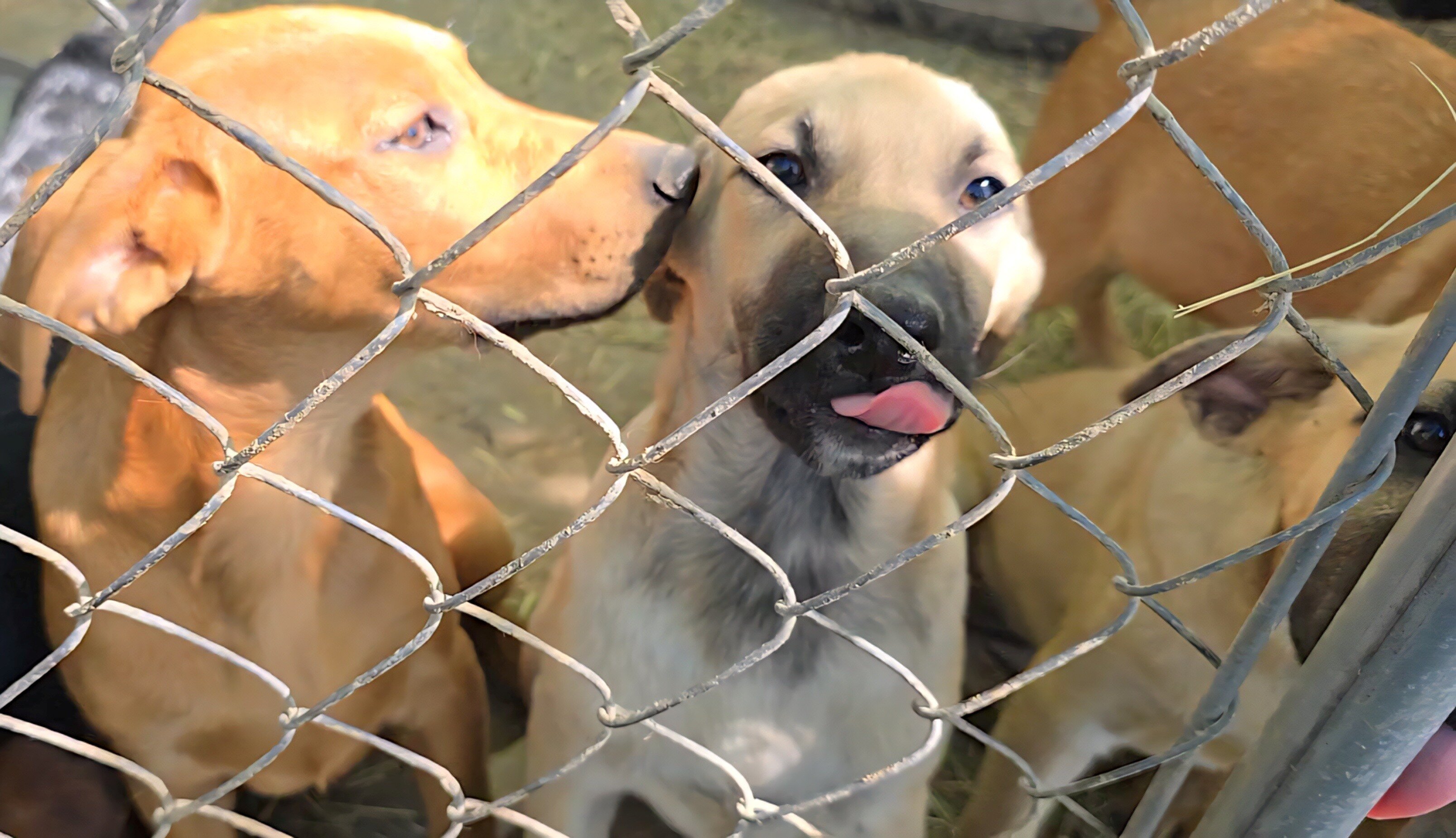 German Shepherd × Ridgeback pups ready now! image 8