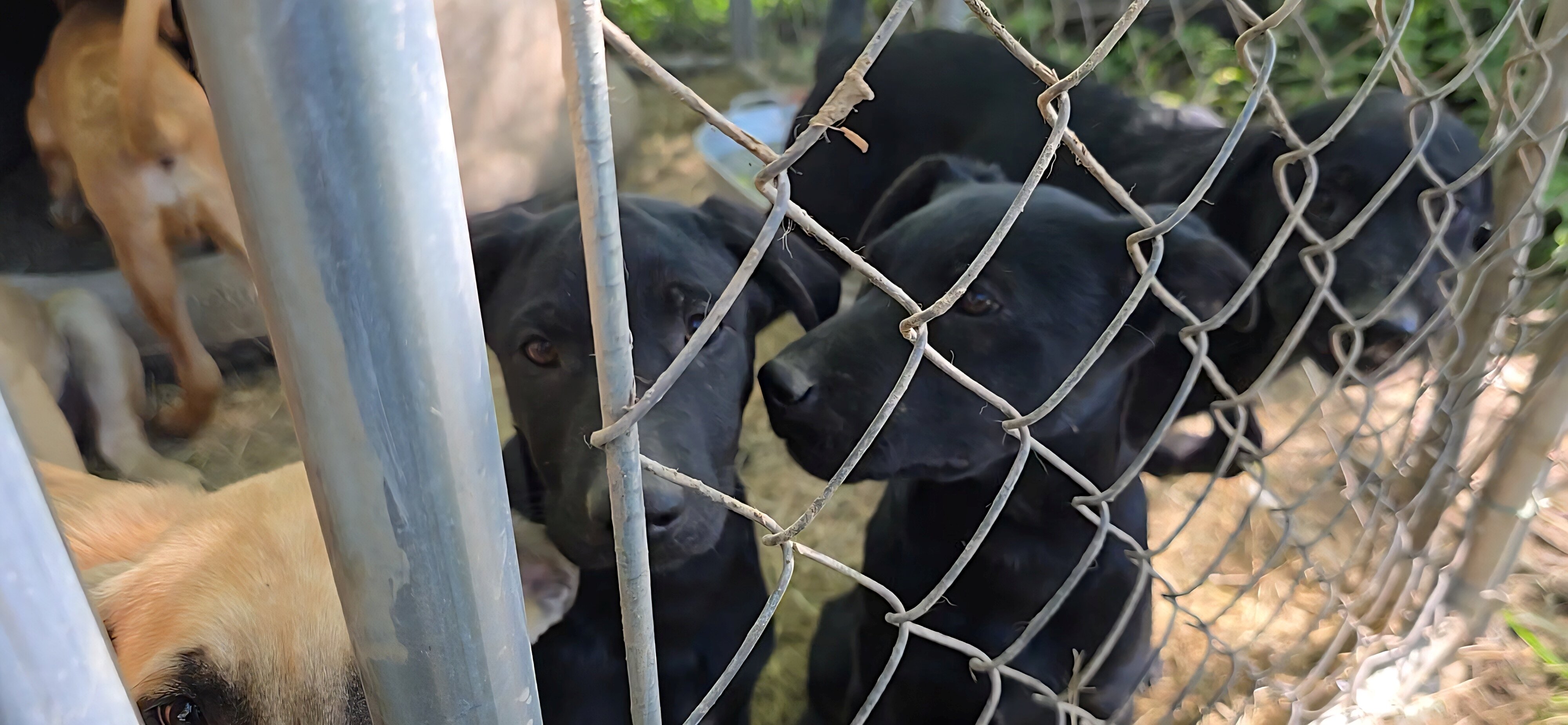 German Shepherd × Ridgeback pups ready now! image 6