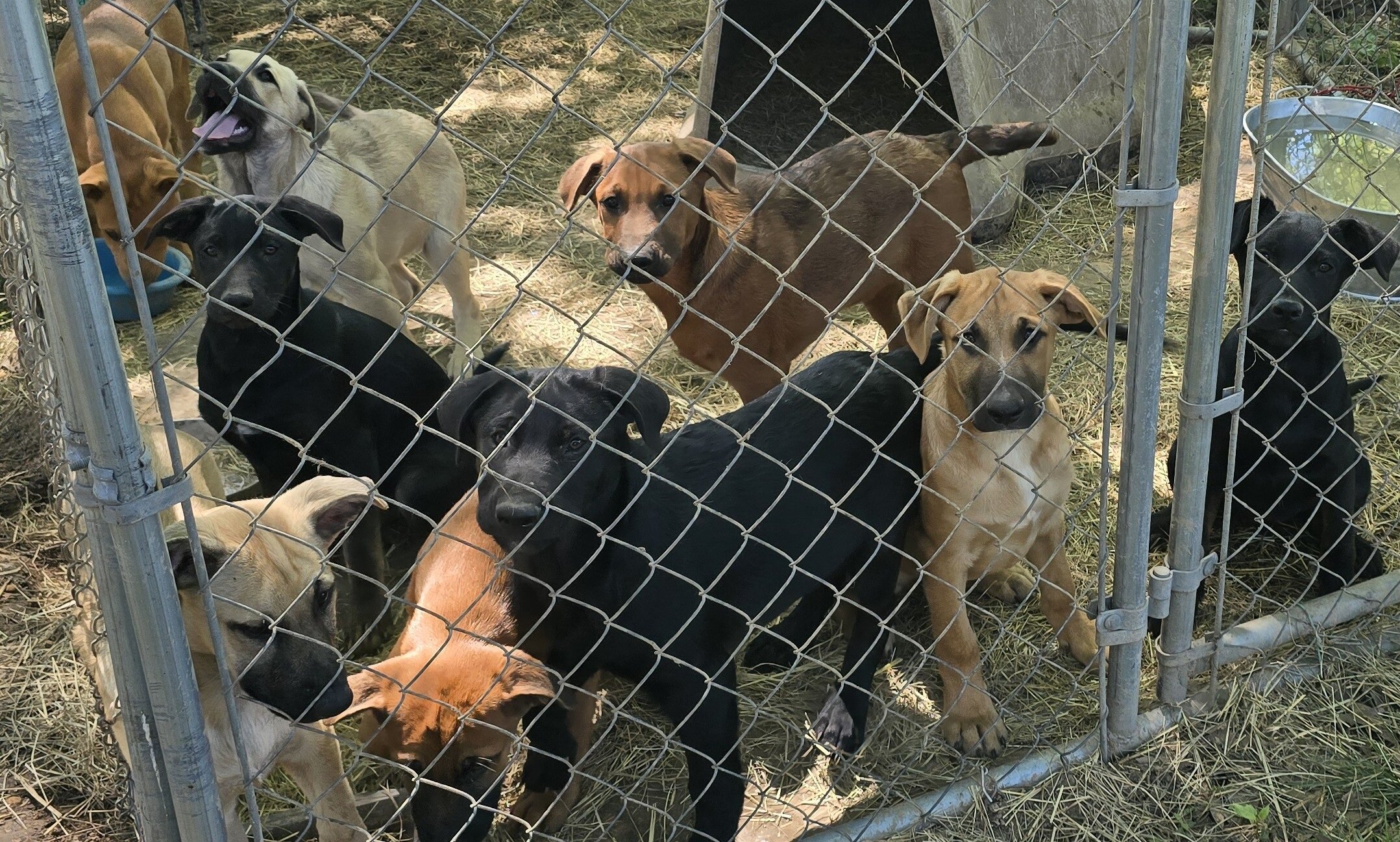 German Shepherd × Ridgeback pups ready now! image 5