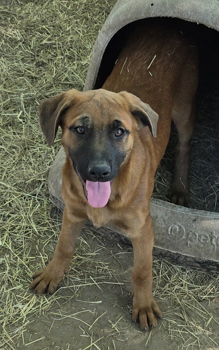 German Shepherd × Ridgeback pups ready now! image 4