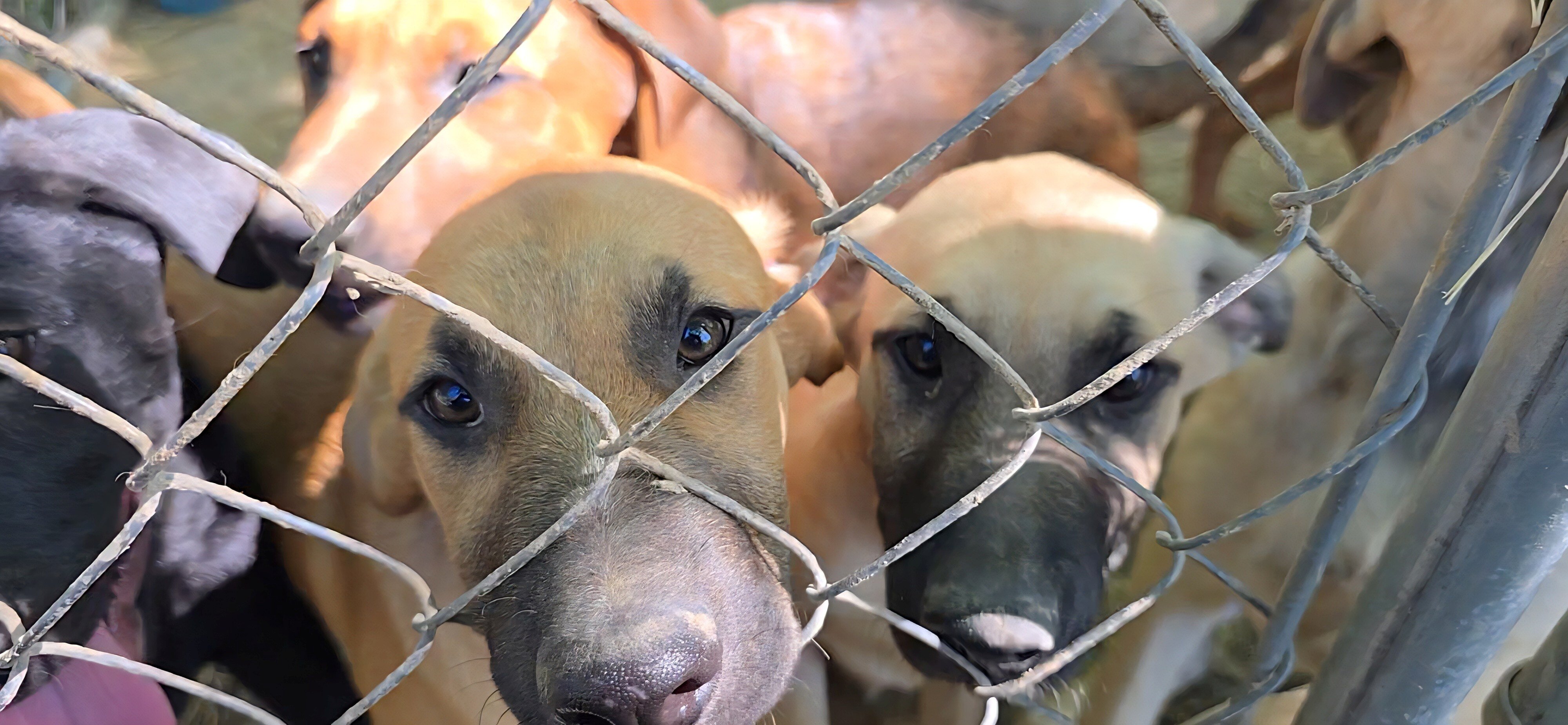 German Shepherd × Ridgeback pups ready now! image 3