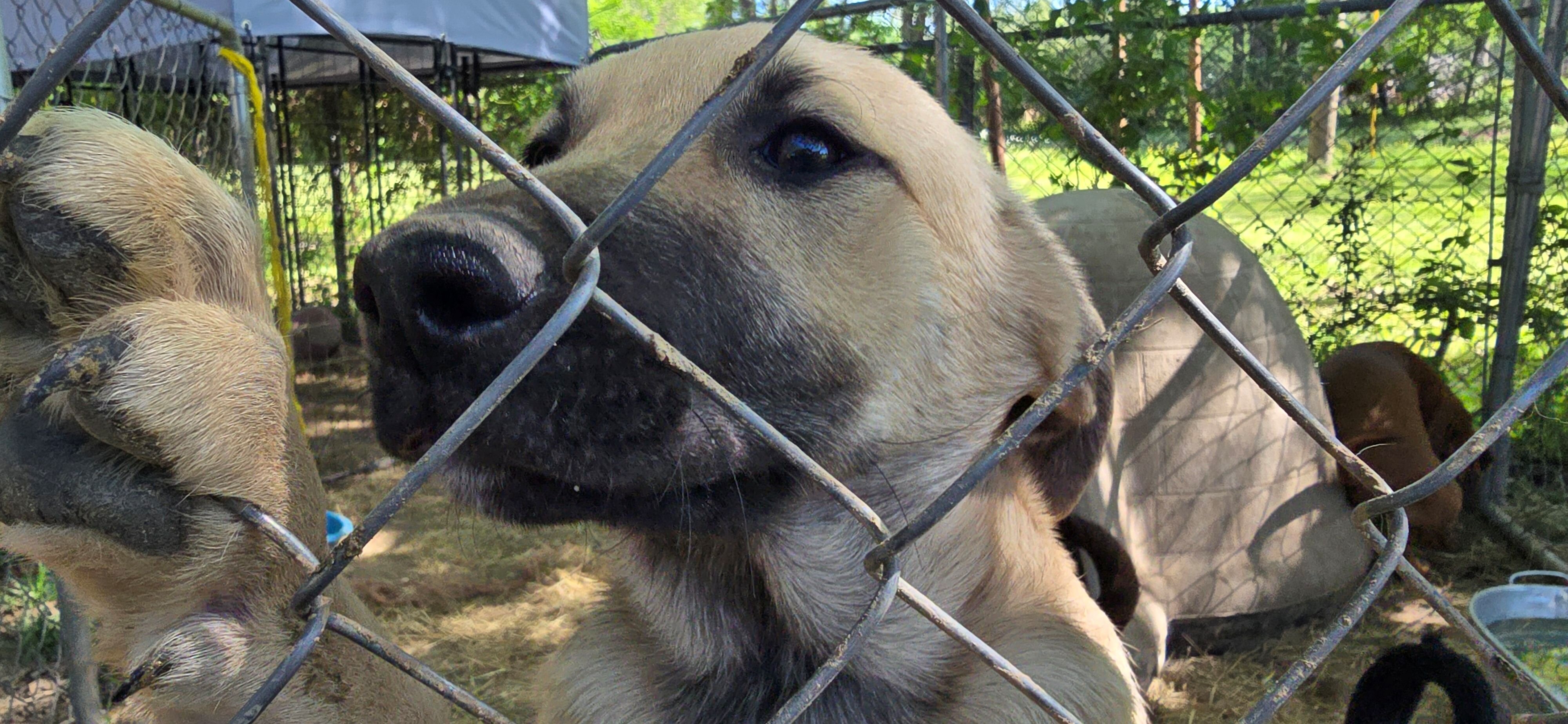 German Shepherd × Ridgeback pups ready now! image 2