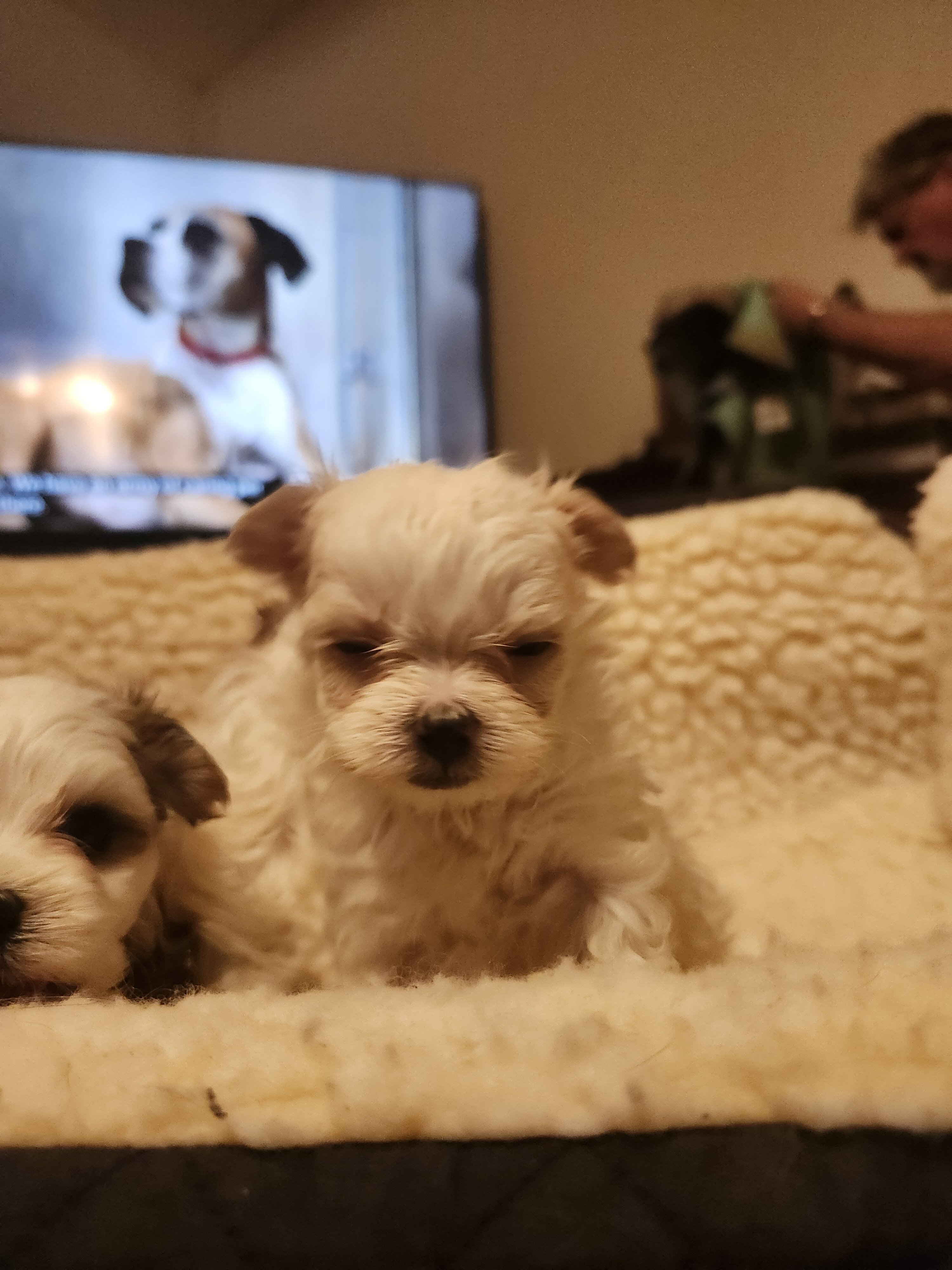 Morkie Puppies image 5