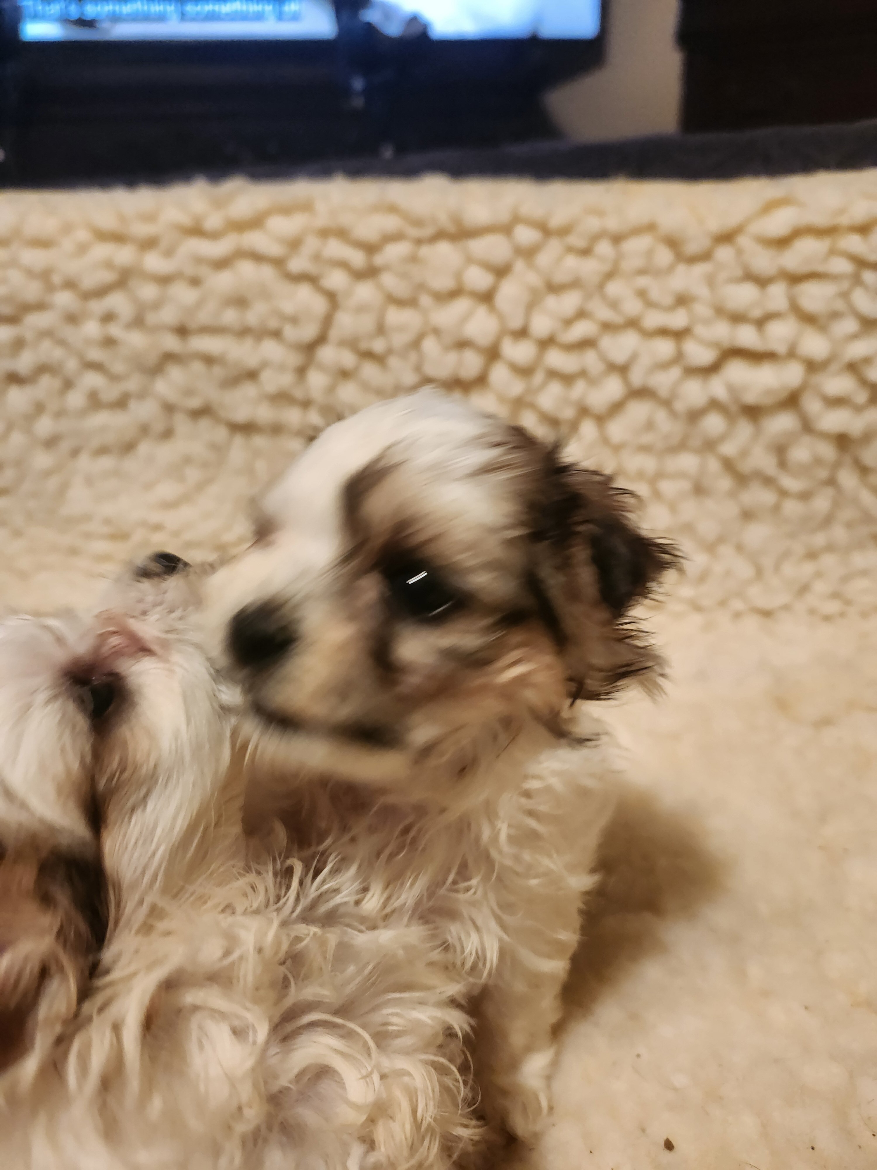 Morkie Puppies image 2