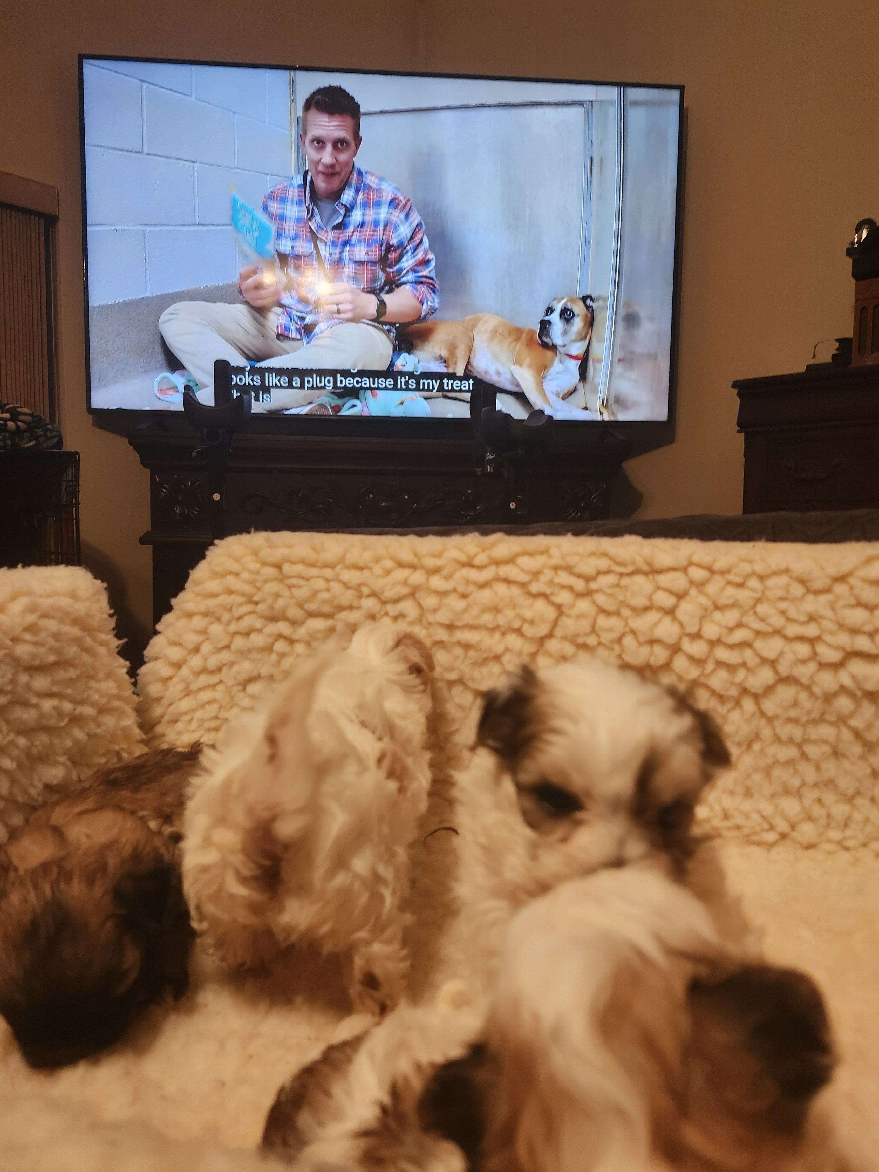 Morkie Puppies image 4