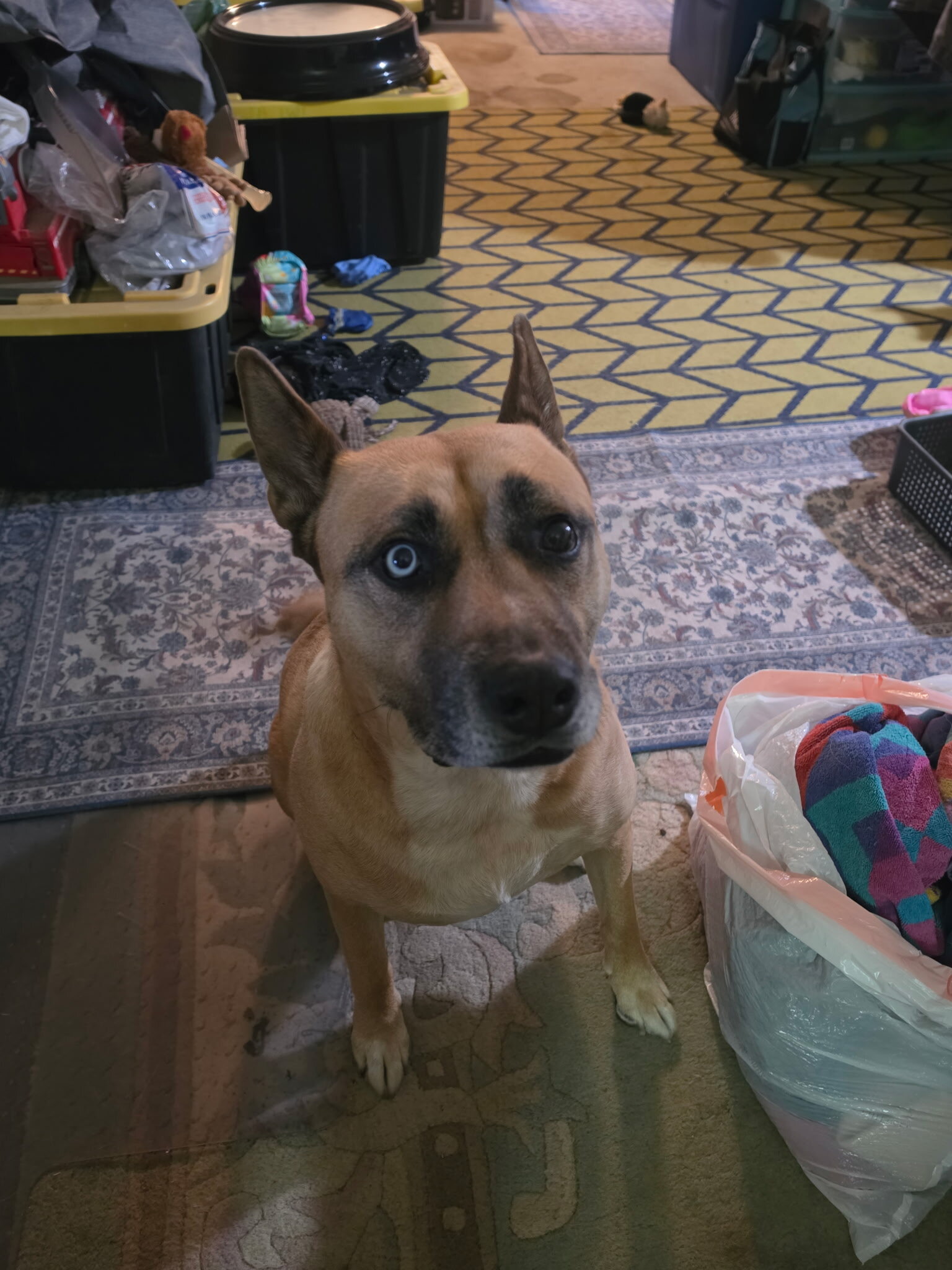Female dog, spayed, 9y  born on a ranch, free image 1