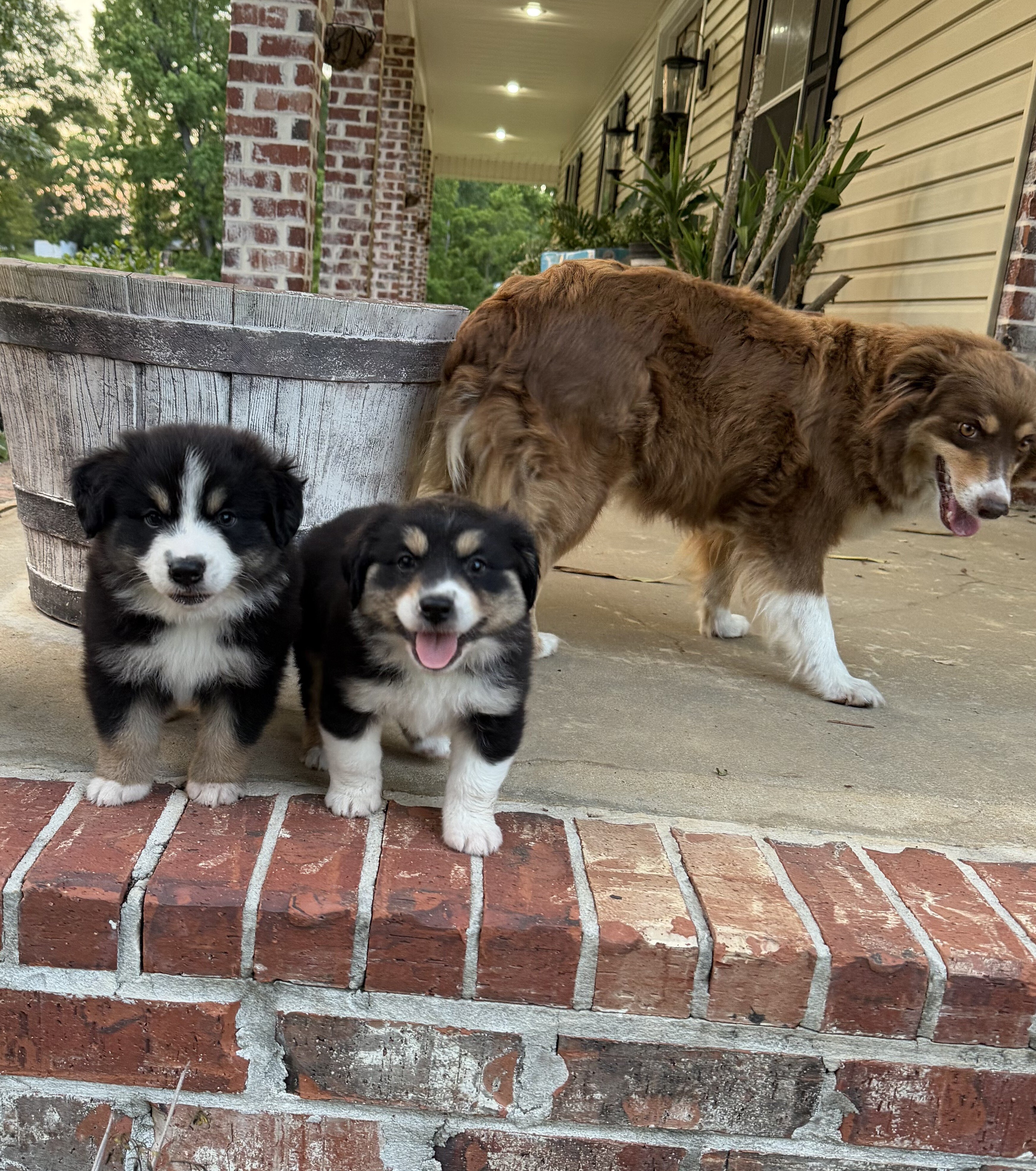 Australian Shepherd Puppies image 1
