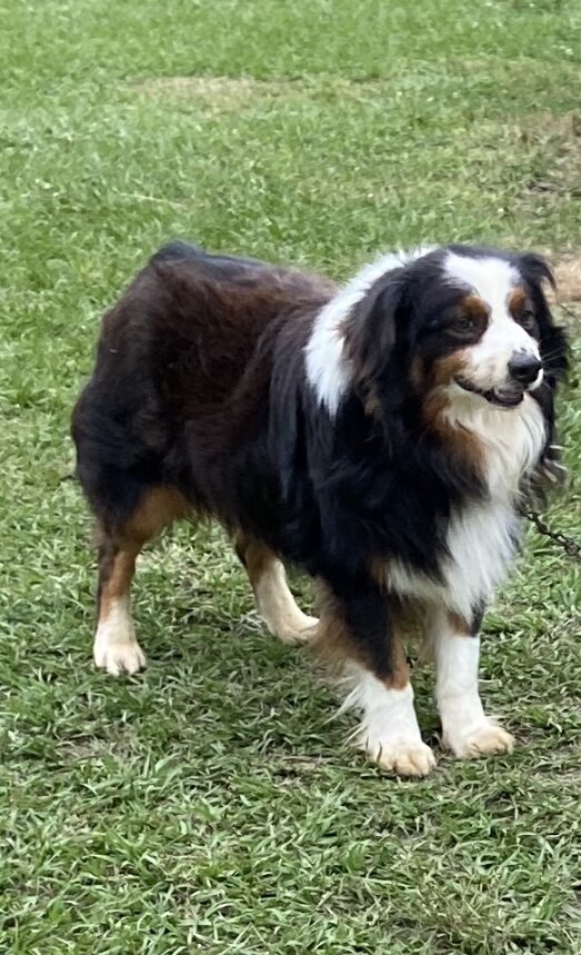 Australian Shepherd Puppies image 2
