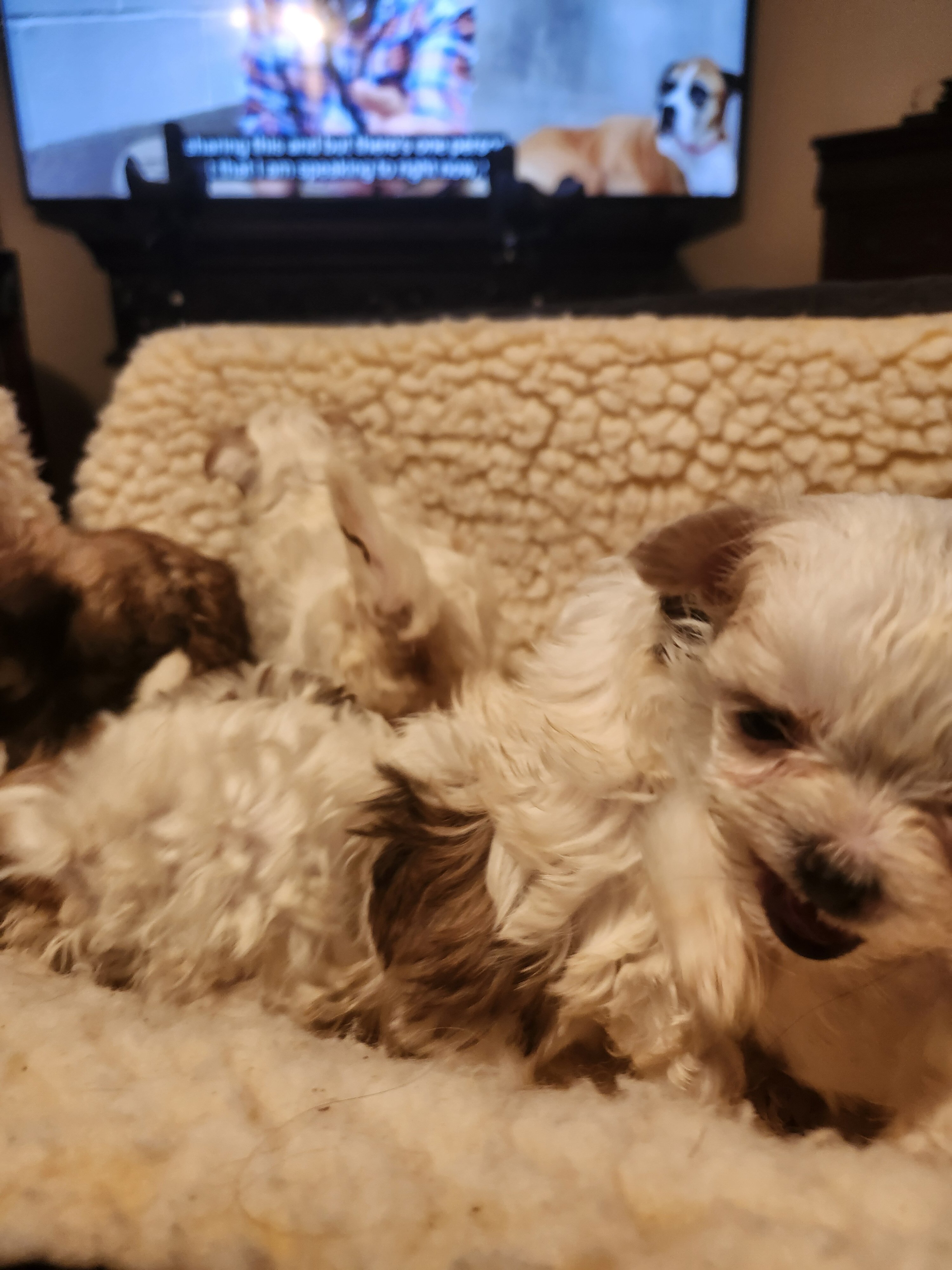 Morkie Babies image 3